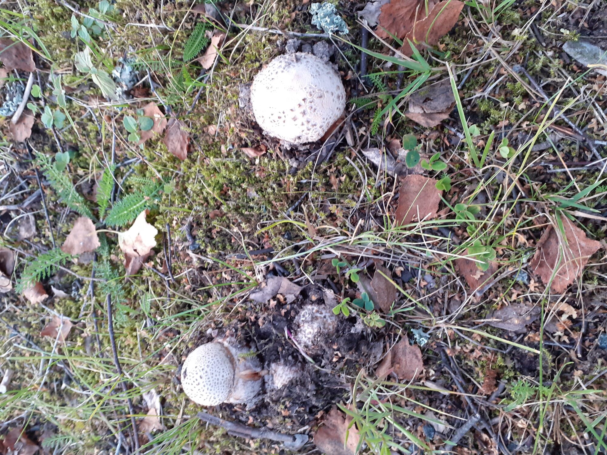 Valokuvaaja: Maarit Pietiläinen