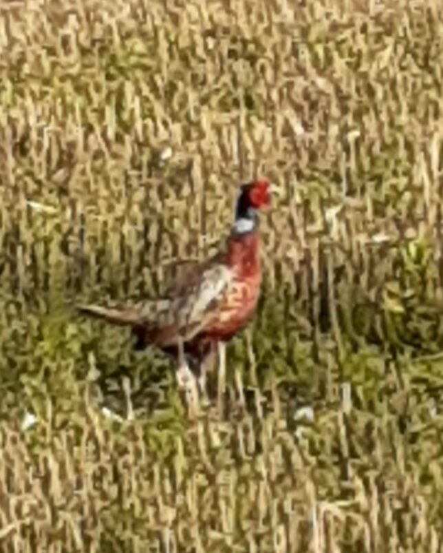 Valokuvaaja: Maarit Pietiläinen