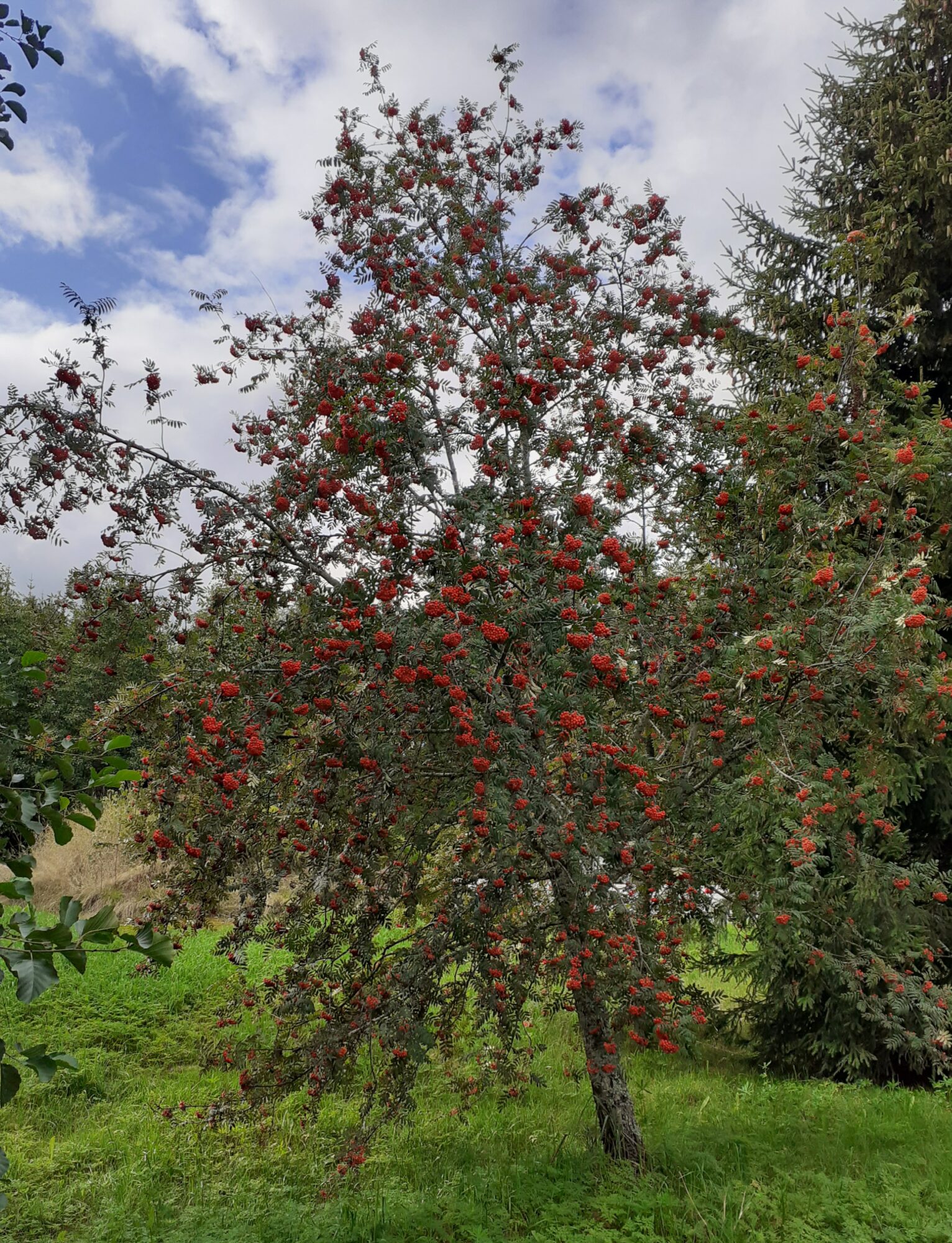 Valokuvaaja: Maarit Pietiläinen