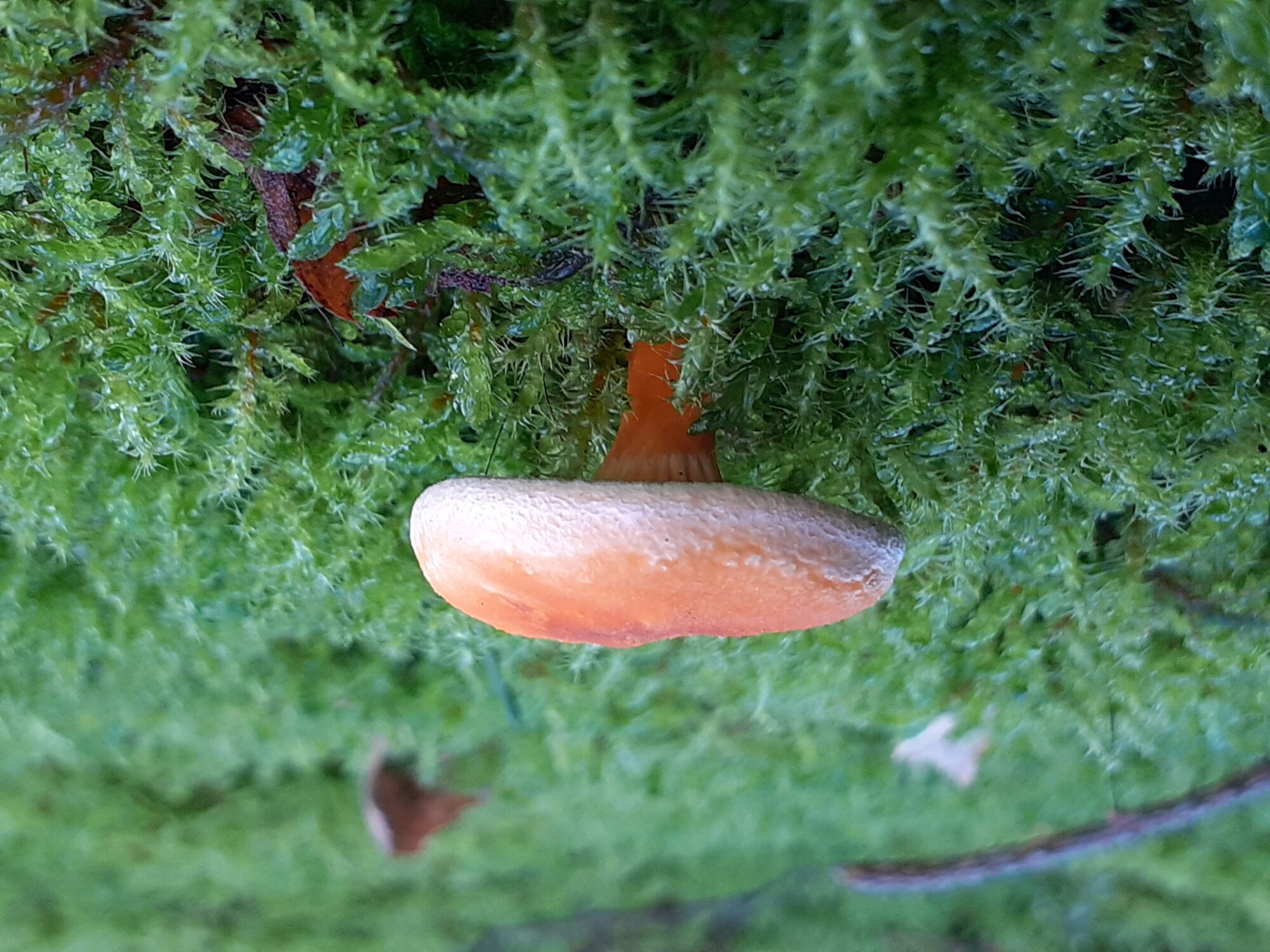 Valokuvaaja: Maarit Pietiläinen