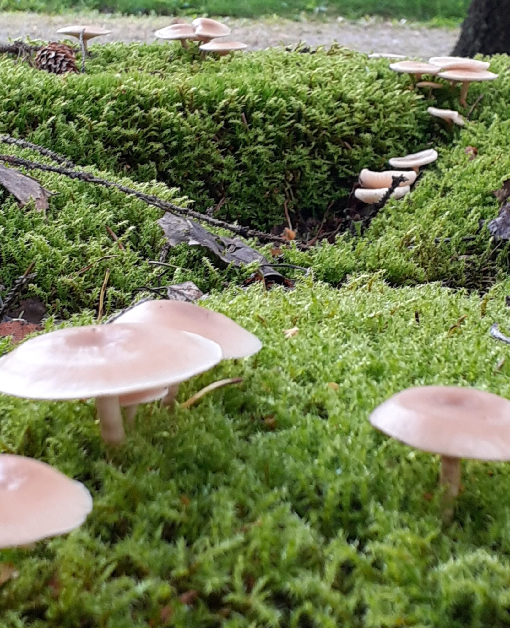 Valokuvaaja: Maarit Pietiläinen