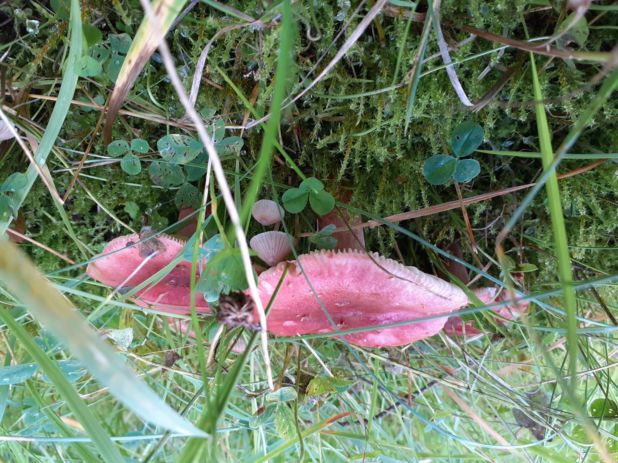 Valokuvaaja: Maarit Pietiläinen