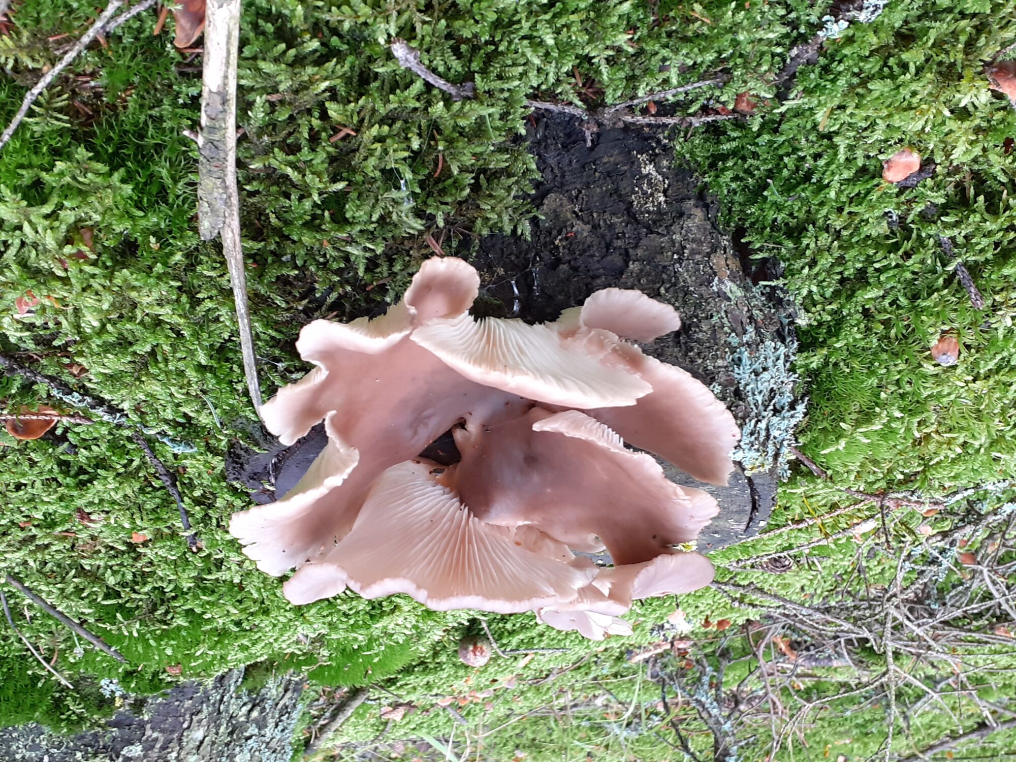 Valokuvaaja: Maarit Pietiläinen