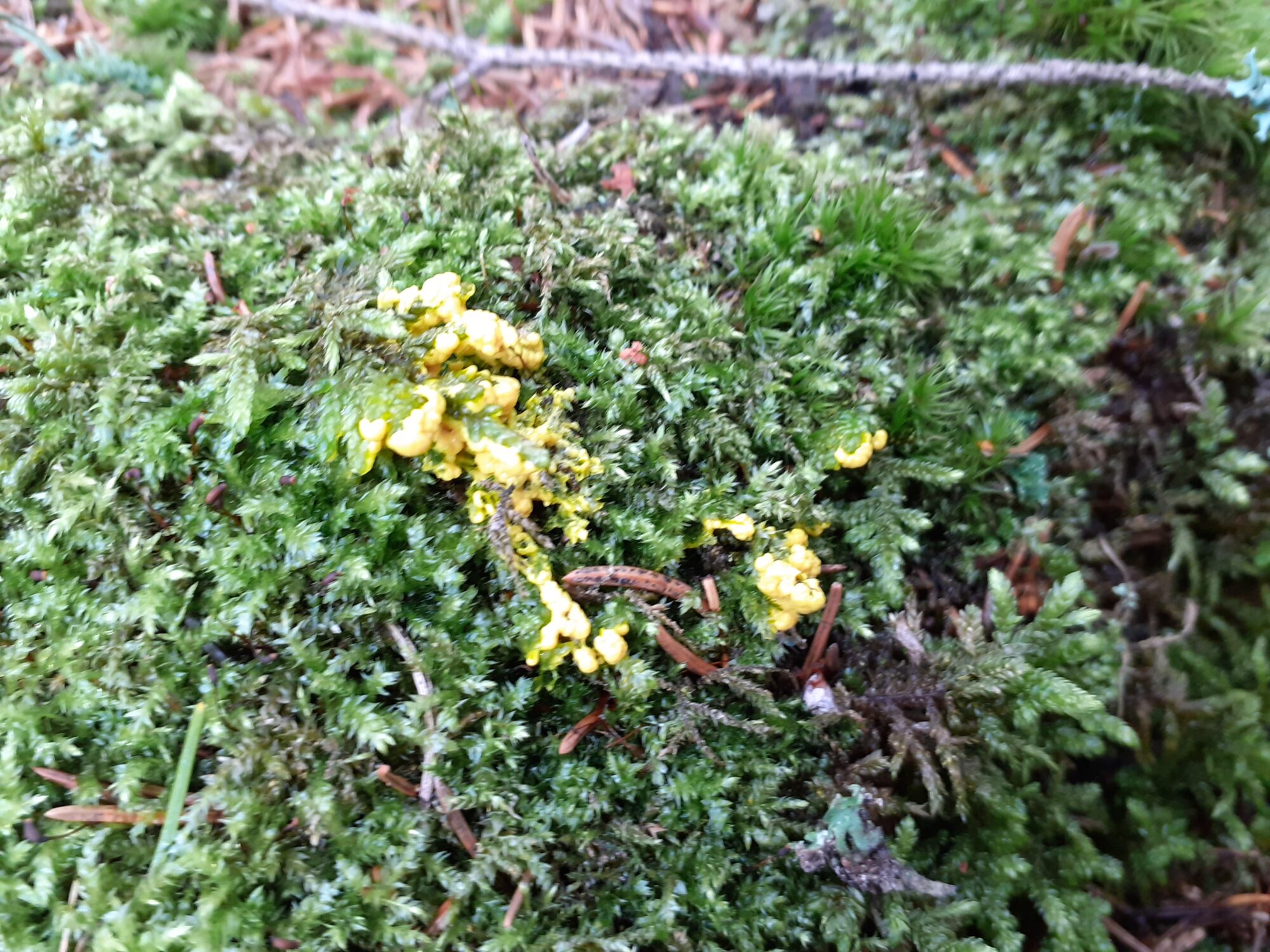 Valokuvaaja: Maarit Pietiläinen