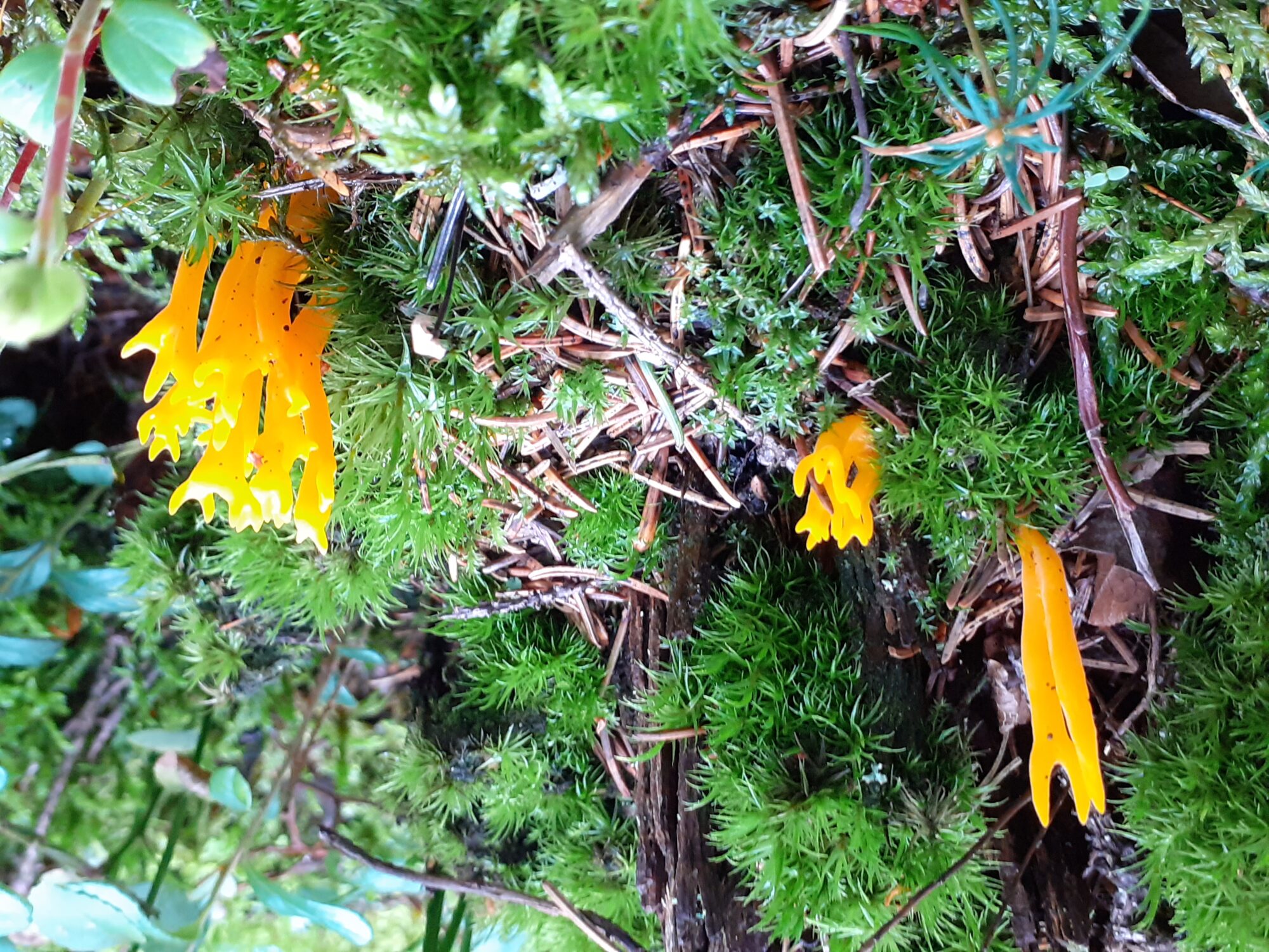 Valokuvaaja: Maarit Pietiläinen