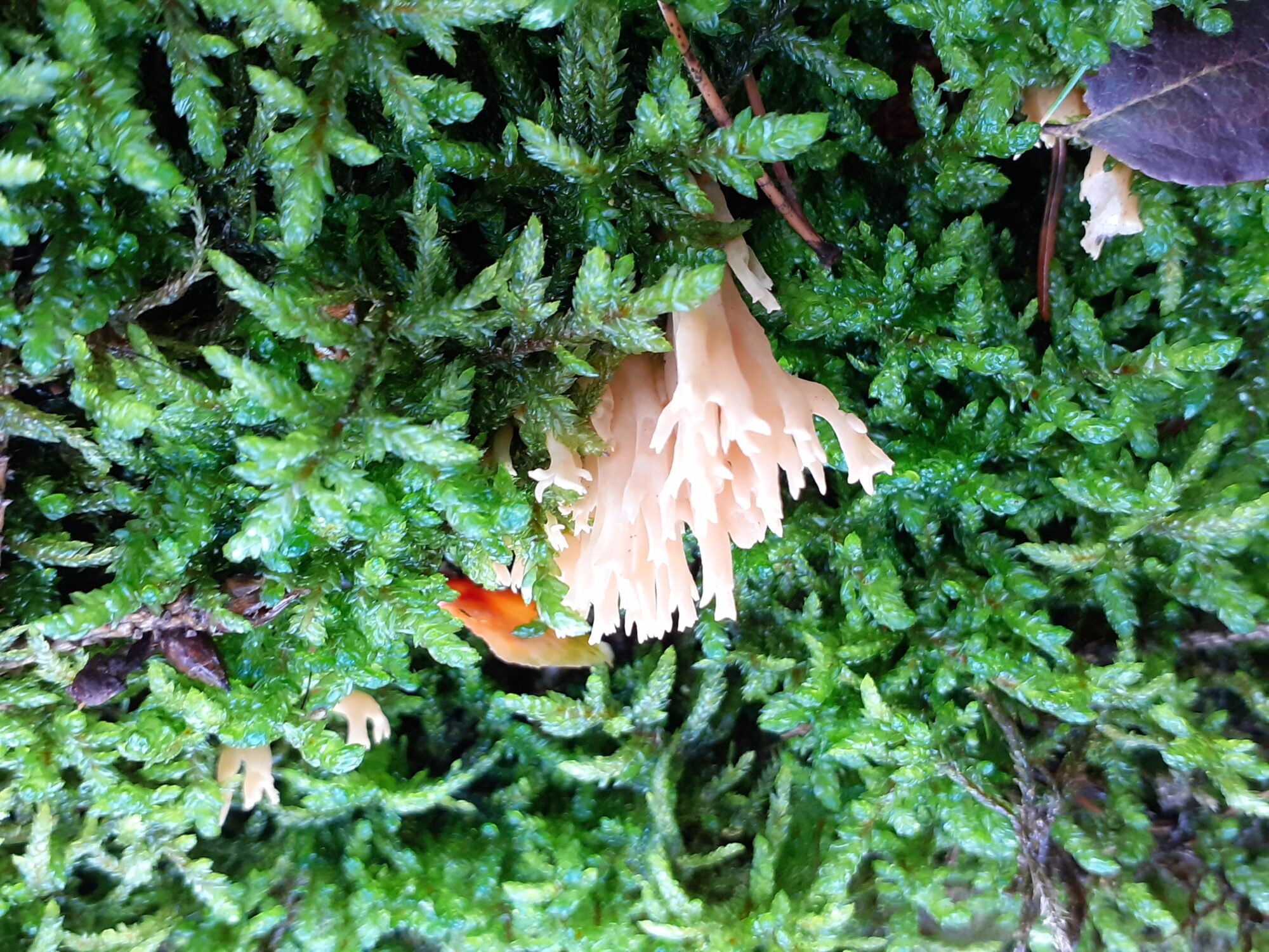 Valokuvaaja: Maarit Pietiläinen