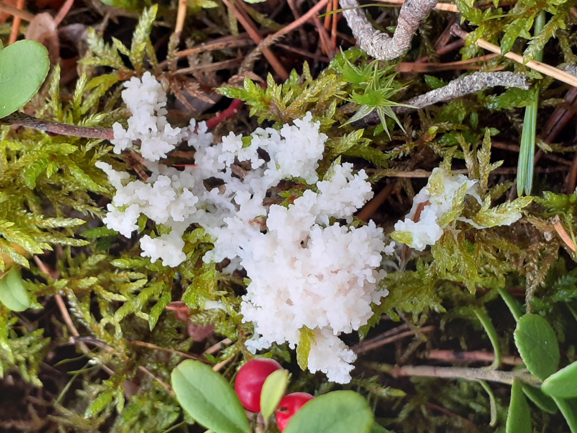 Valokuvaaja: Maarit Pietiläinen