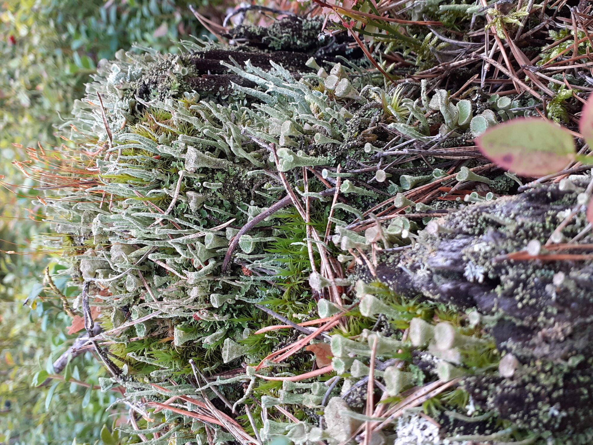 Valokuvaaja: Maarit Pietiläinen