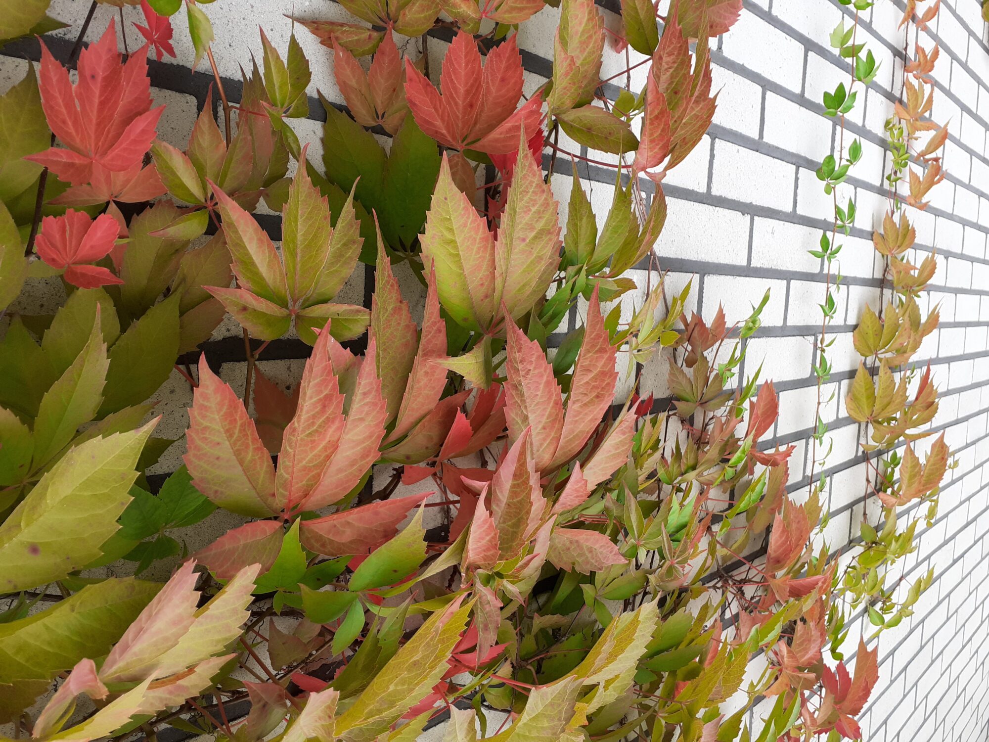 Valokuvaaja: Maarit Pietiläinen