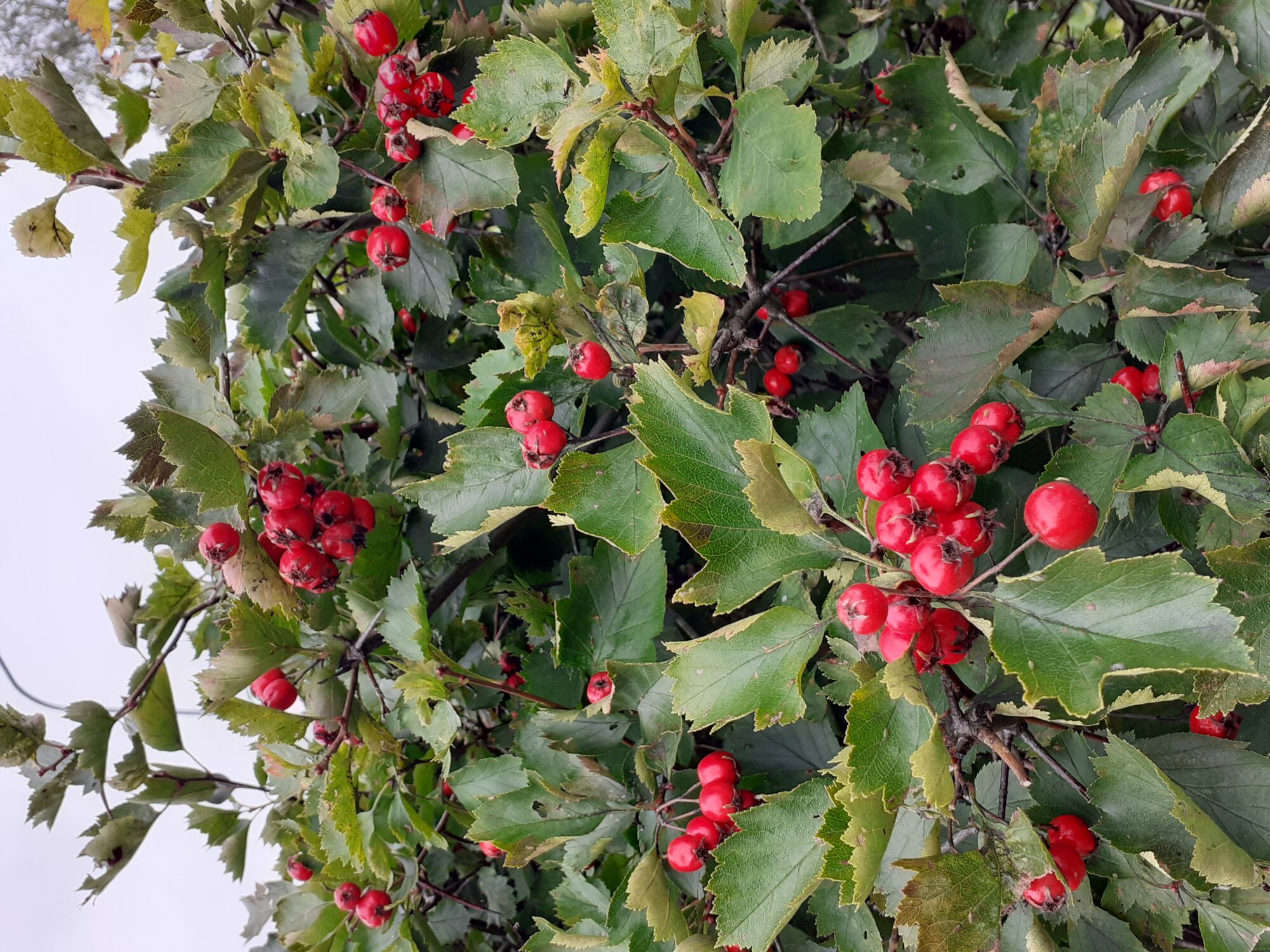 Valokuvaaja: Maarit Pietiläinen