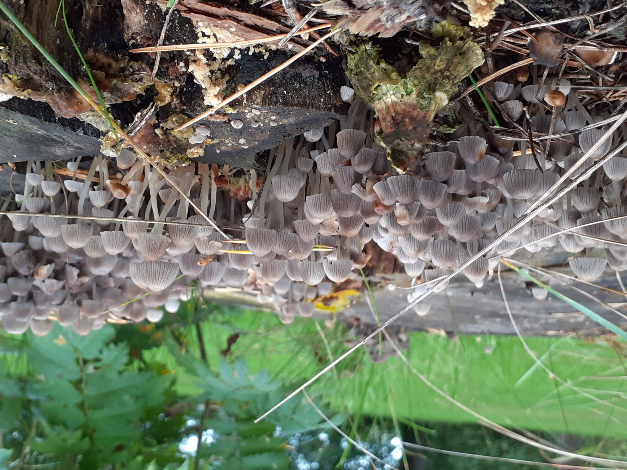 Valokuvaaja: Maarit Pietiläinen