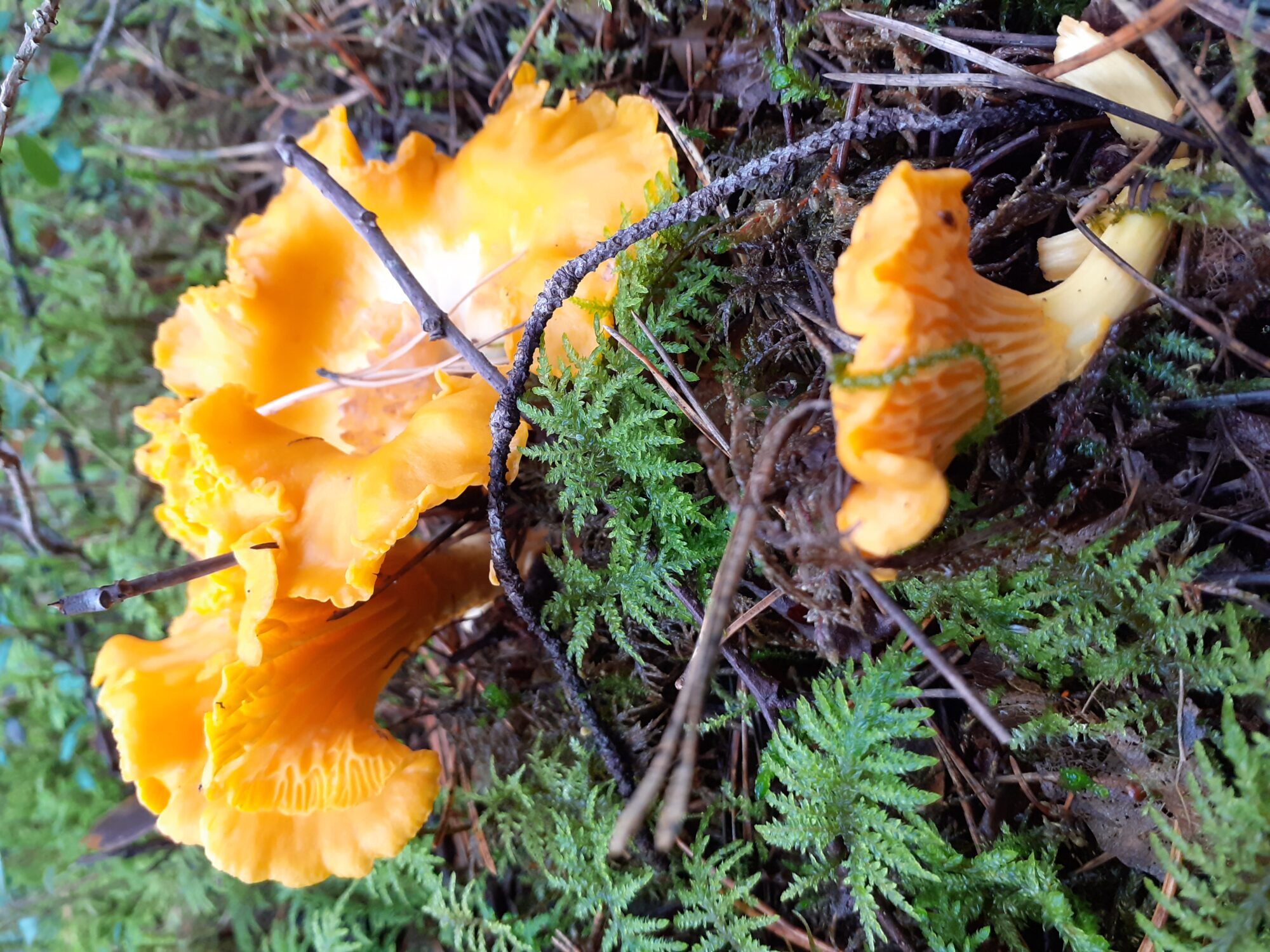 Valokuvaaja: Maarit Pietiläinen Valokuvaaja: Maarit Pietiläinen