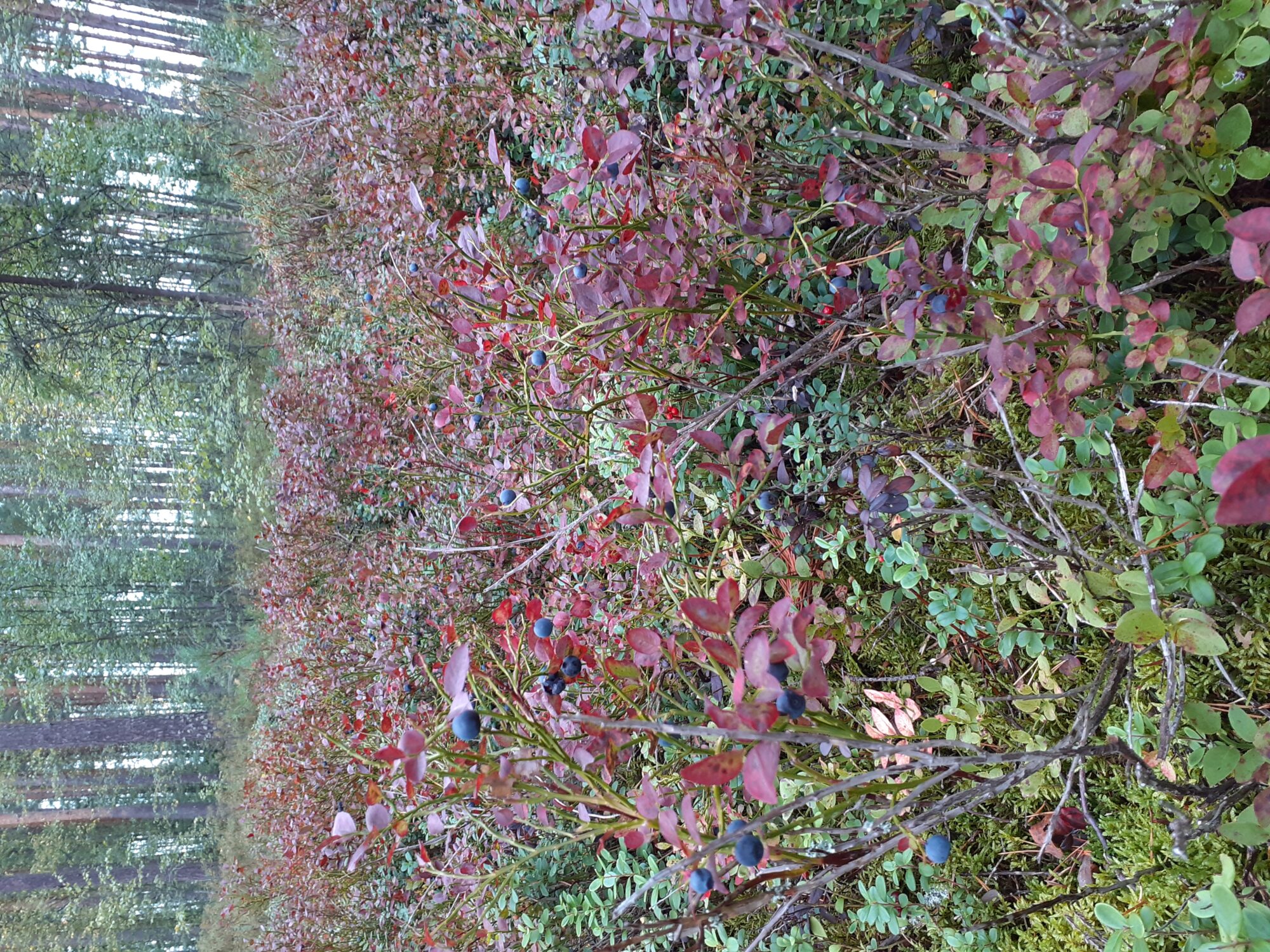 Valokuvaaja: Maarit Pietiläinen