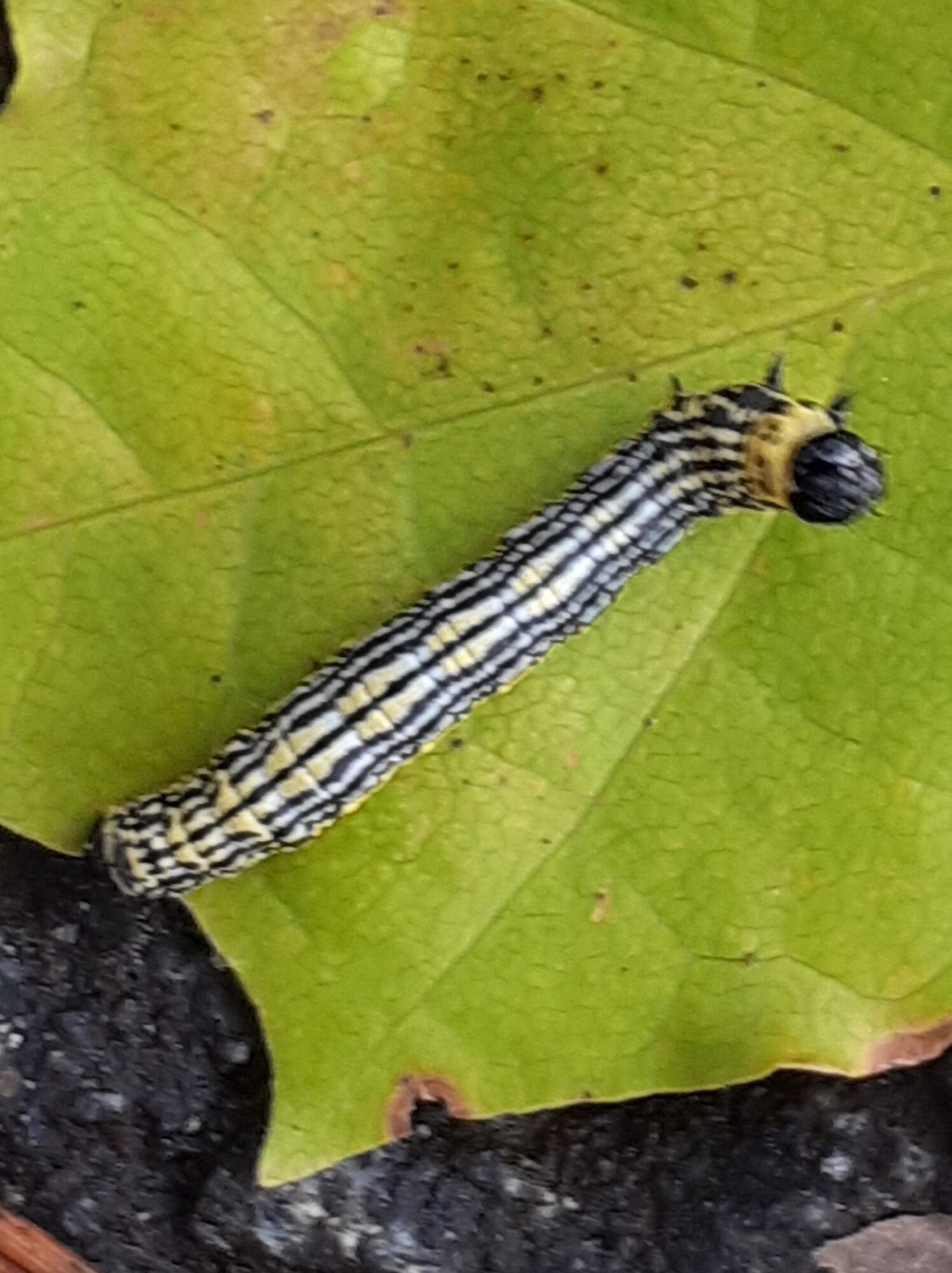 Valokuvaaja: Maarit Pietiläinen