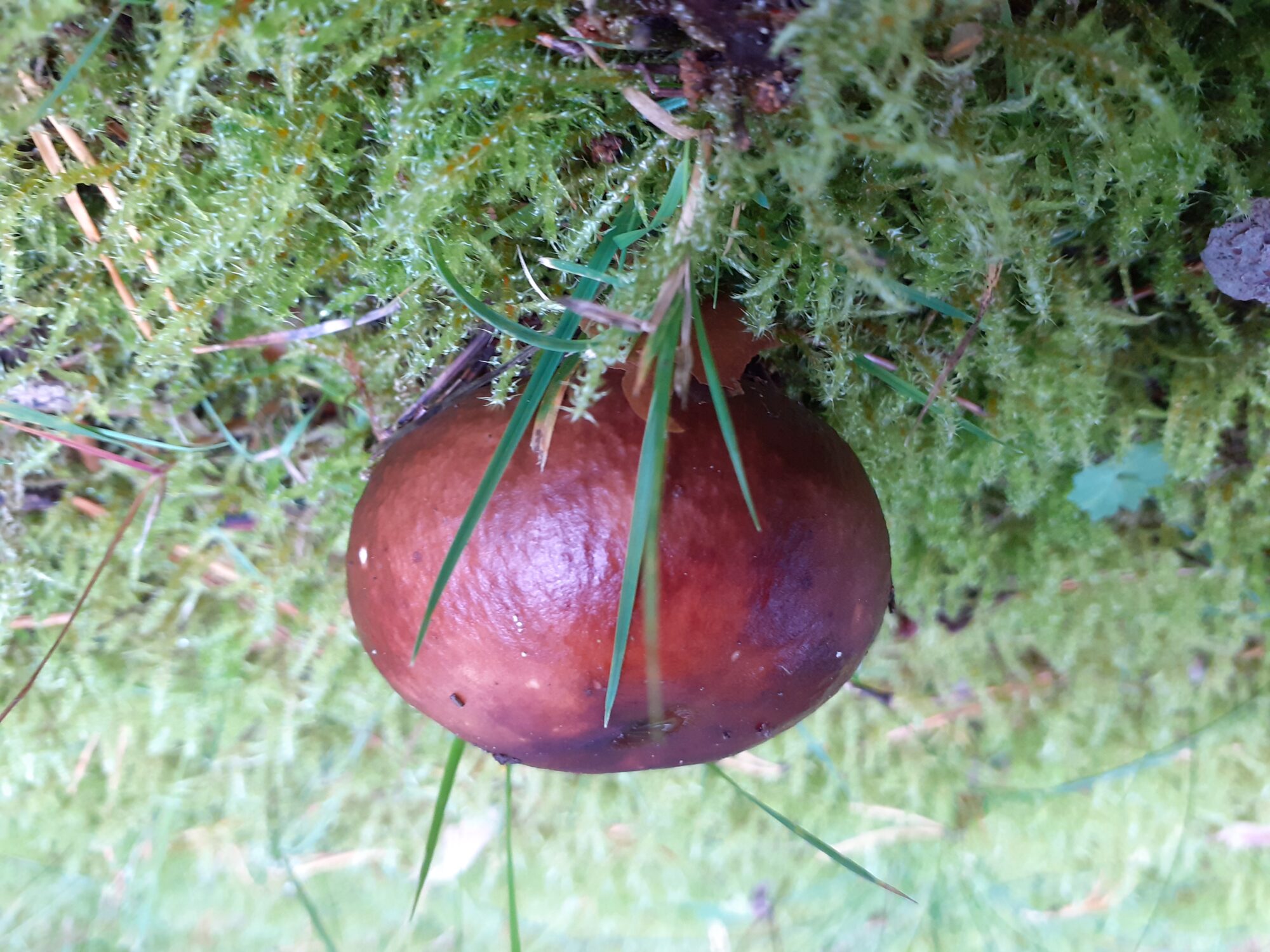 Valokuvaaja: Maarit Pietiläinen