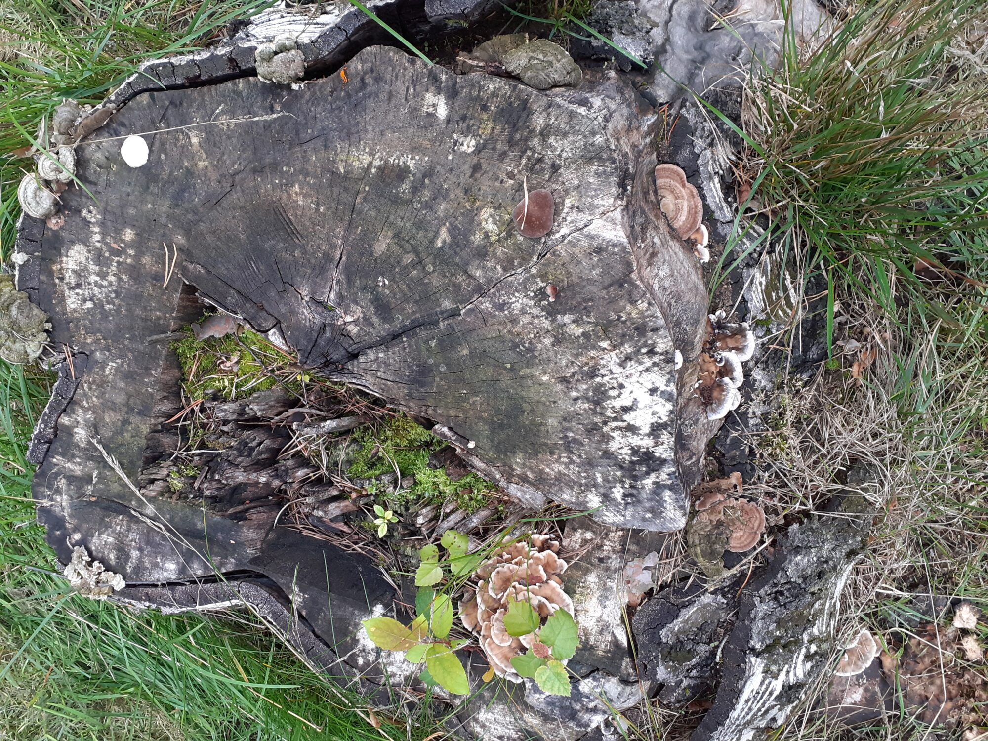 Valokuvaaja: Maarit Pietiläinen