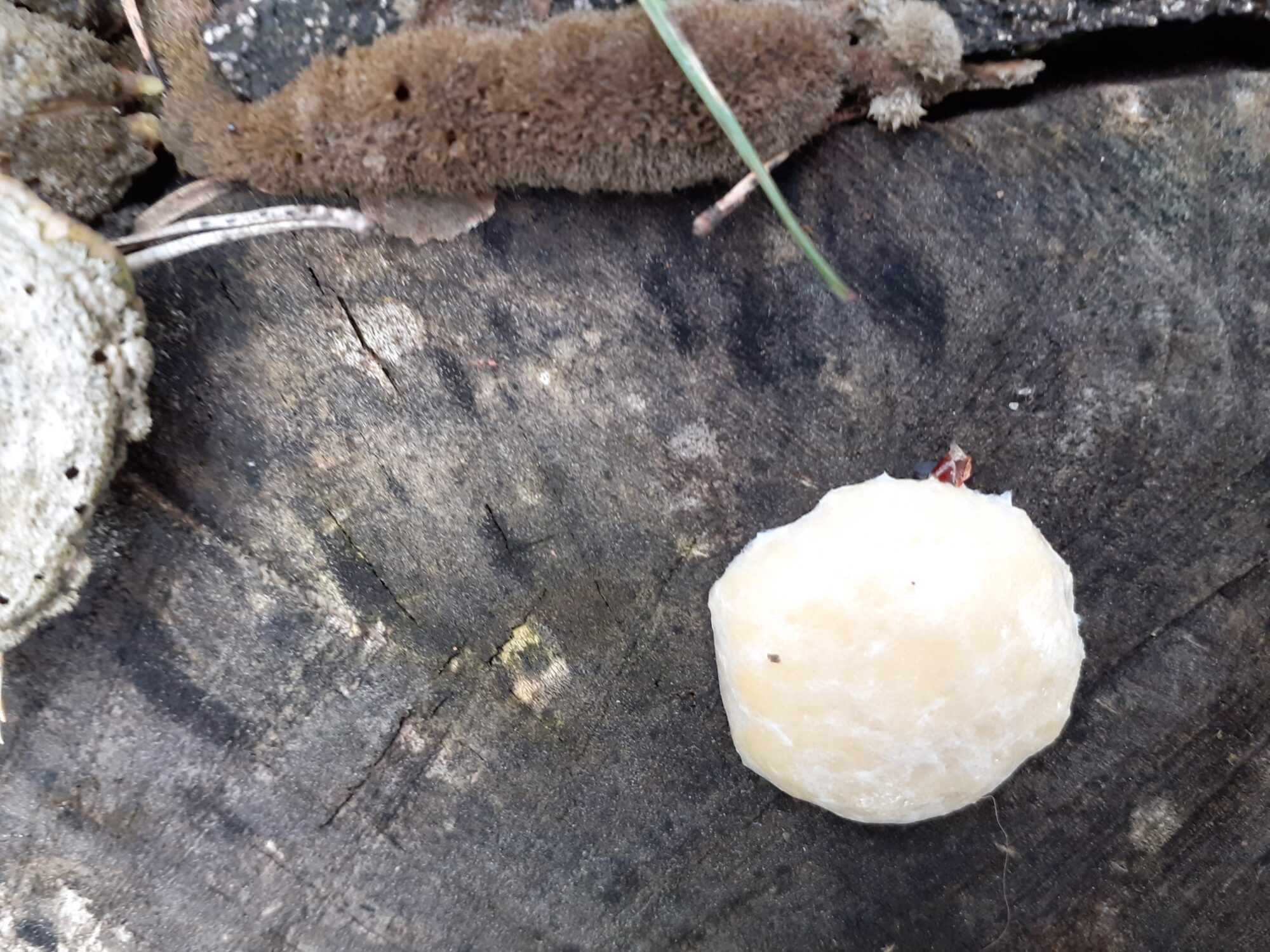 Valokuvaaja: Maarit Pietiläinen