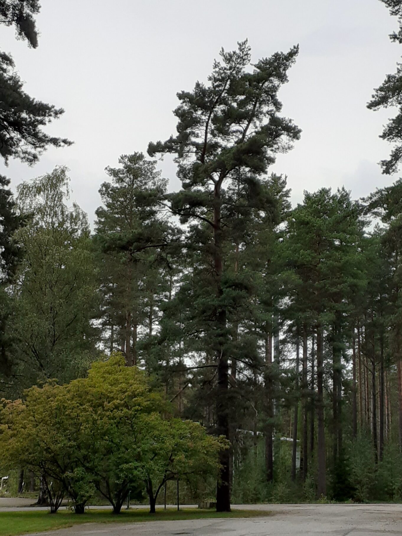 Valokuvaaja: Maarit Pietiläinen