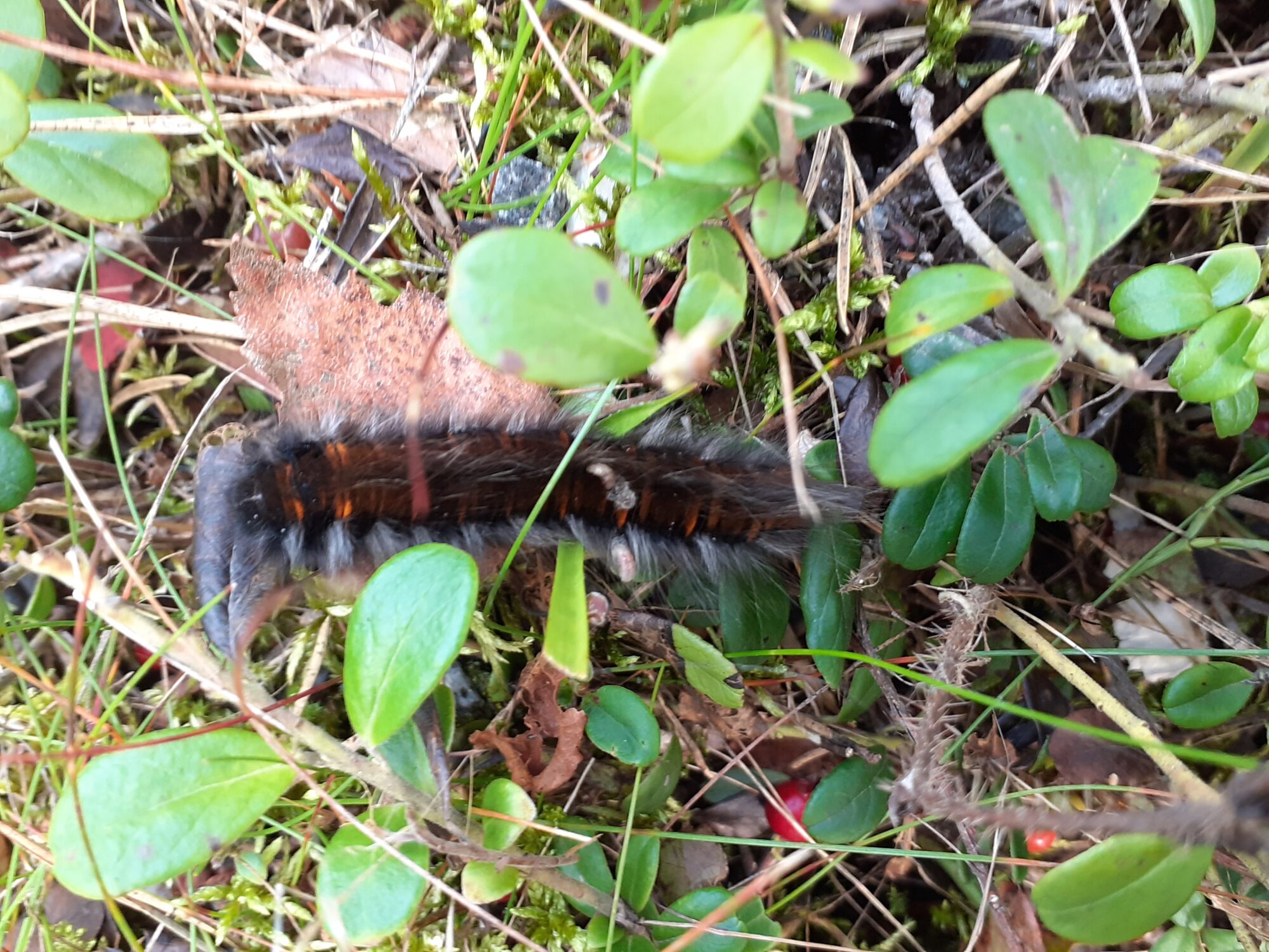 Valokuvaaja: Maarit Pietiläinen