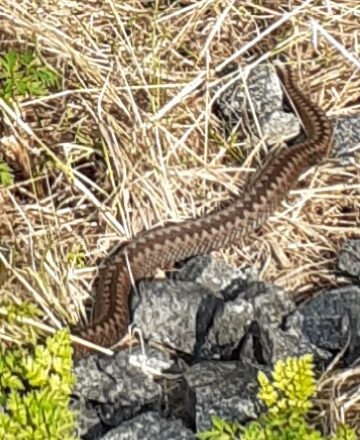 Valokuvaaja: Maarit Pietiläinen