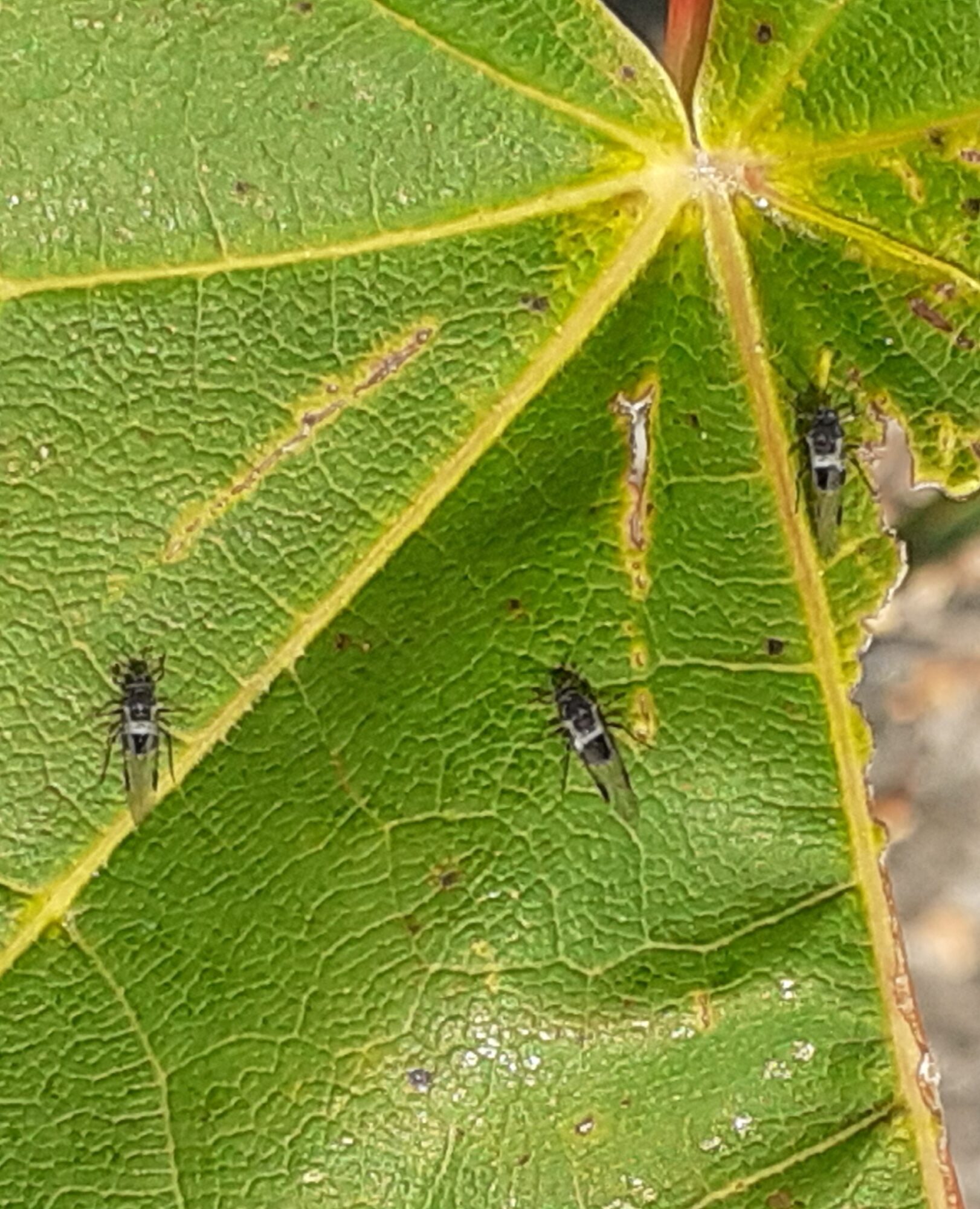 Valokuvaaja: Maarit Pietiläinen