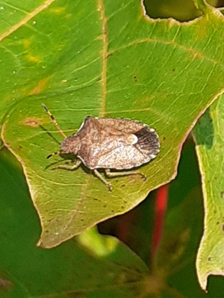 Valokuvaaja: Maarit Pietiläinen