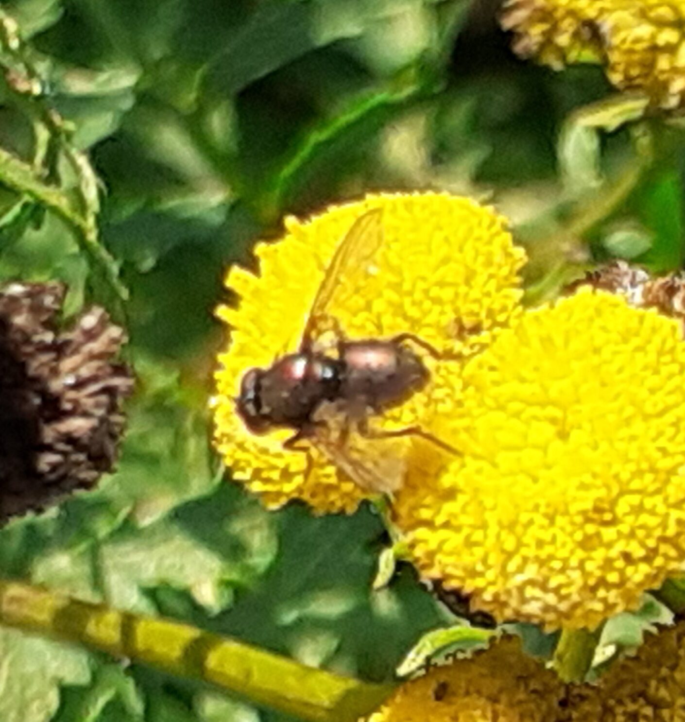 Valokuvaaja: Maarit Pietiläinen