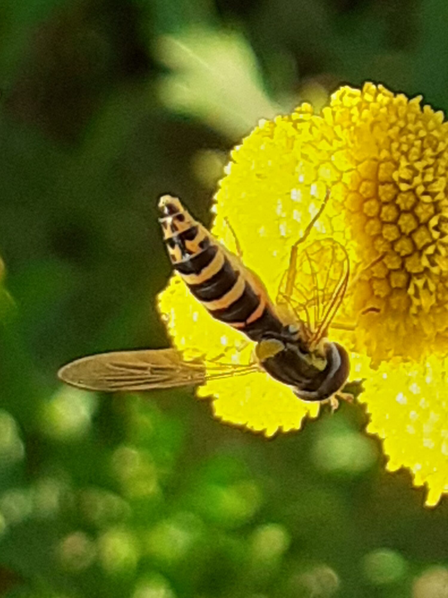 Valokuvaaja: Maarit Pietiläinen