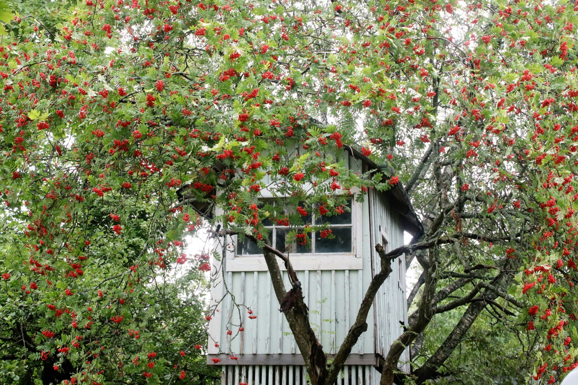 Valokuvaaja: Irja Lehtinen