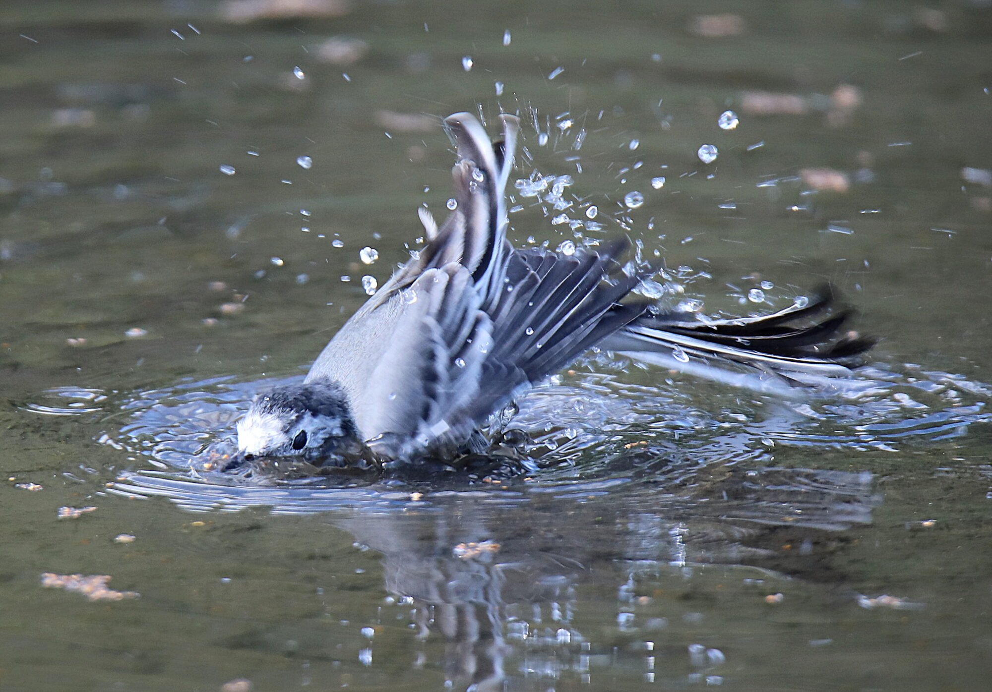 Valokuvaaja: sirpa jyske