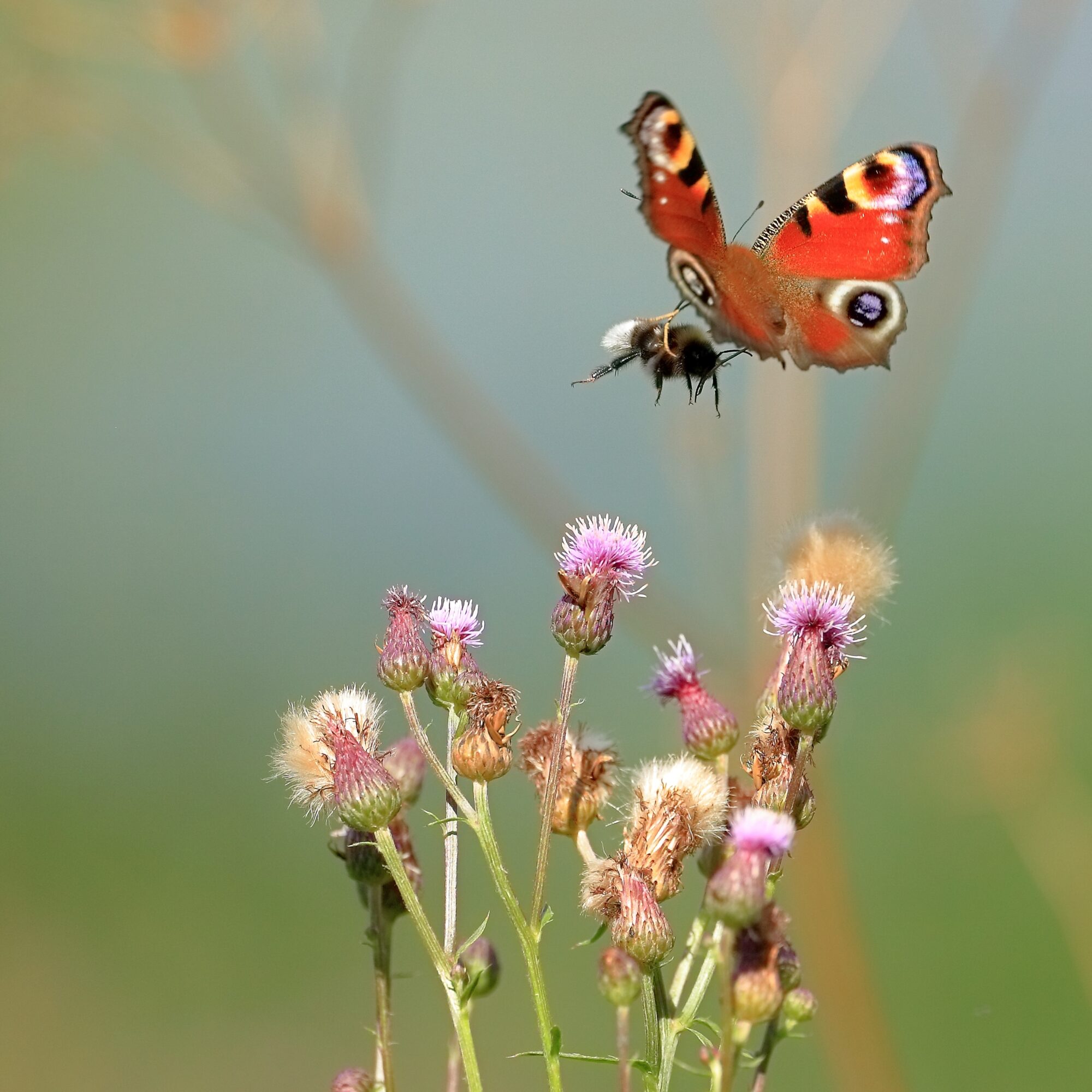 Valokuvaaja: Ari Branthin