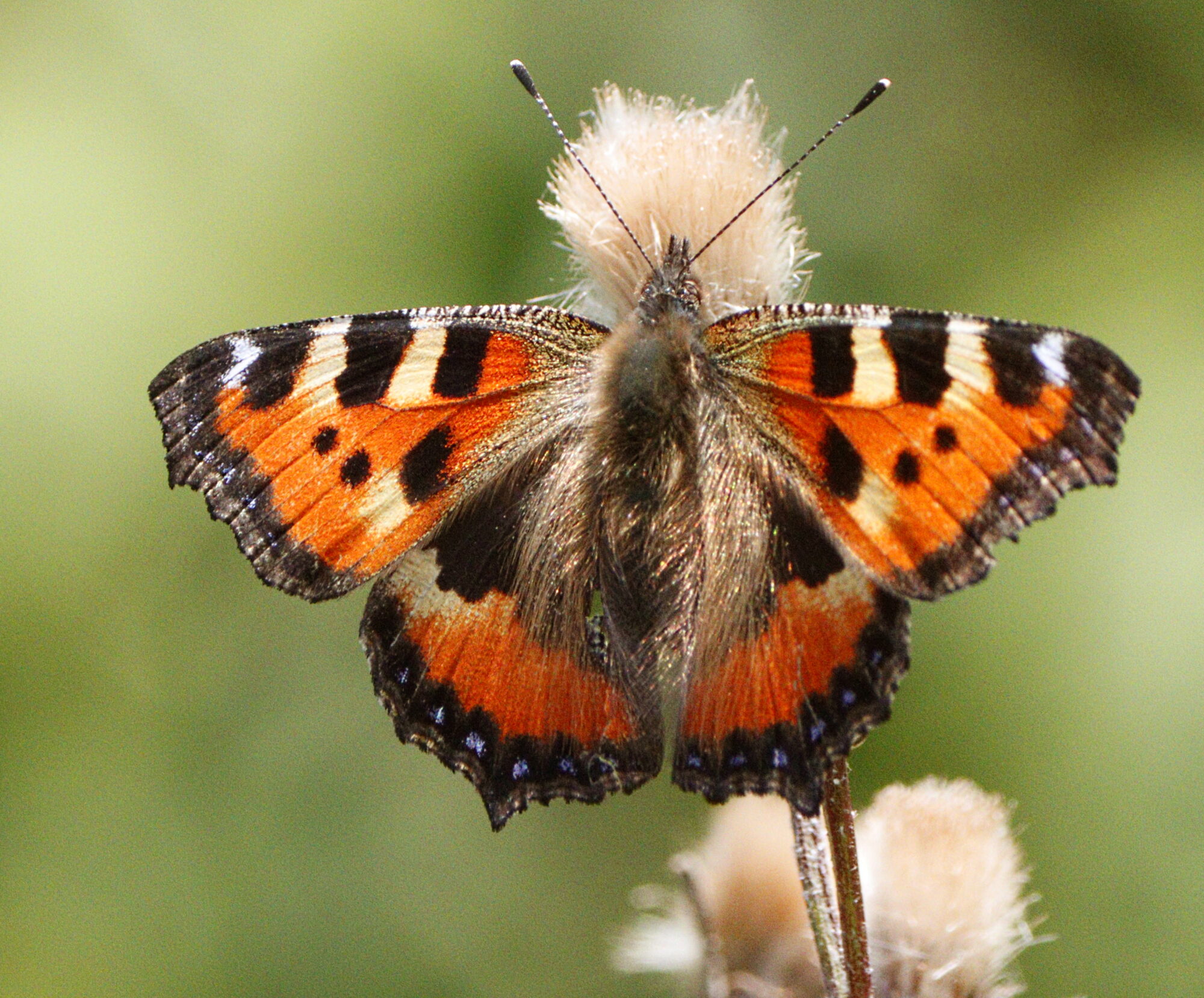 Valokuvaaja: Ritva Nieminen