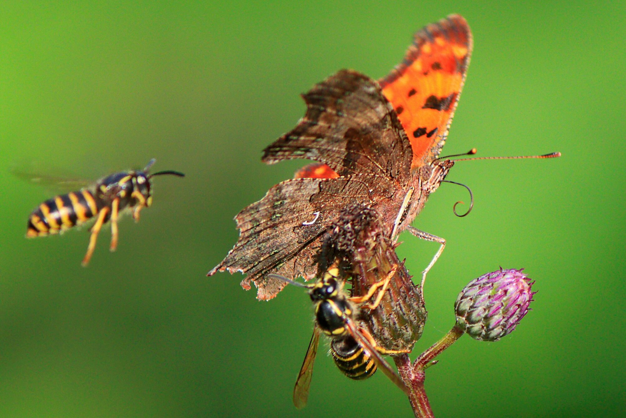 Valokuvaaja: Ritva Nieminen