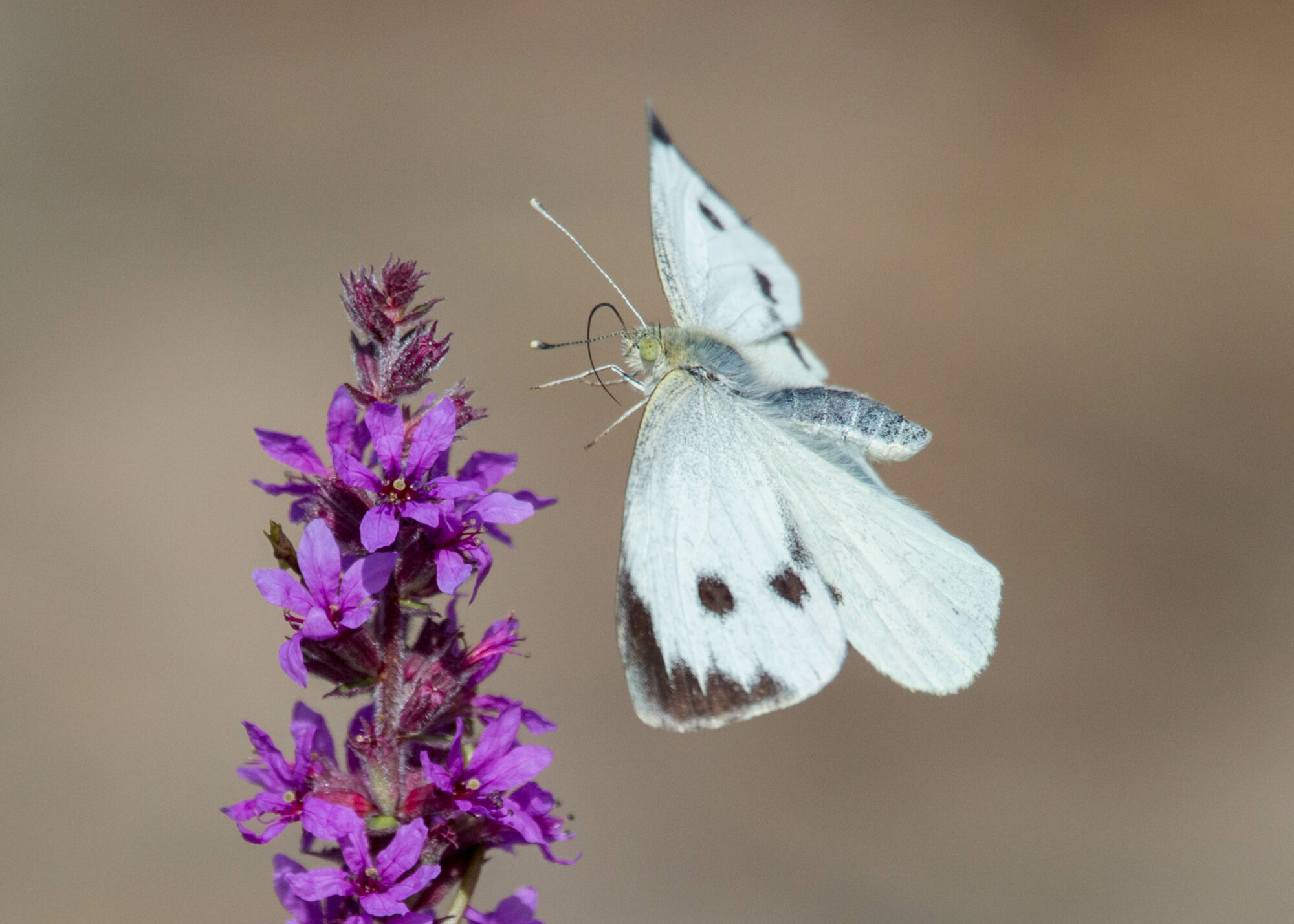 Valokuvaaja: Markku Salonen Valokuvaaja: Markku Salonen