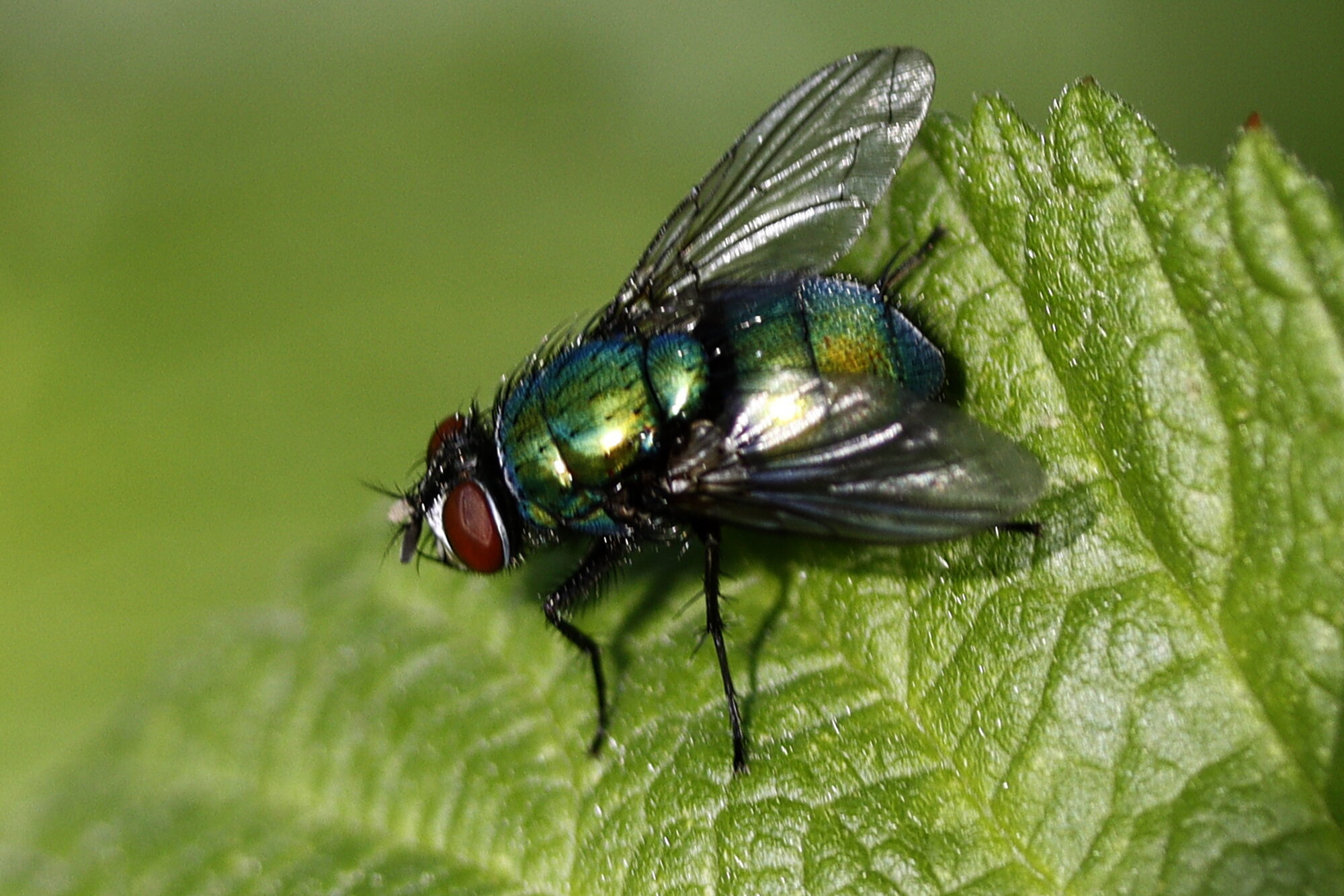 Valokuvaaja: Ritva Nieminen