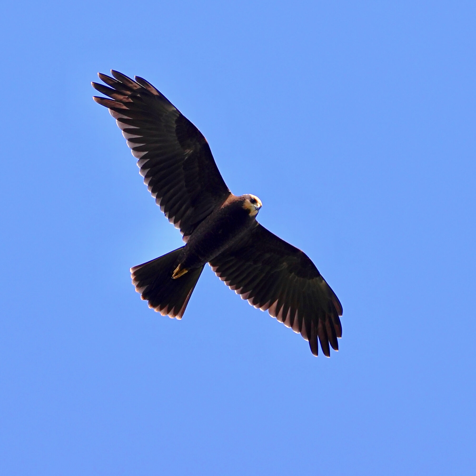 Valokuvaaja: Ari Branthin