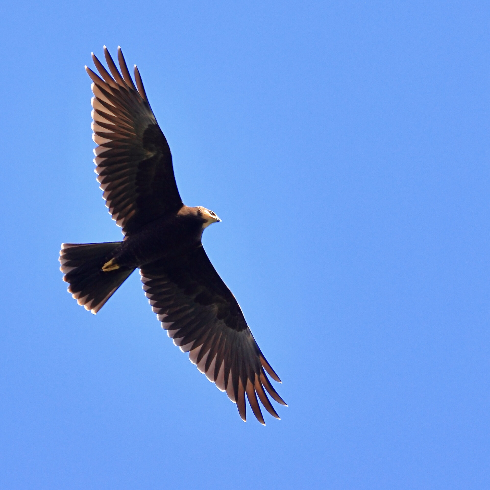 Valokuvaaja: Ari Branthin