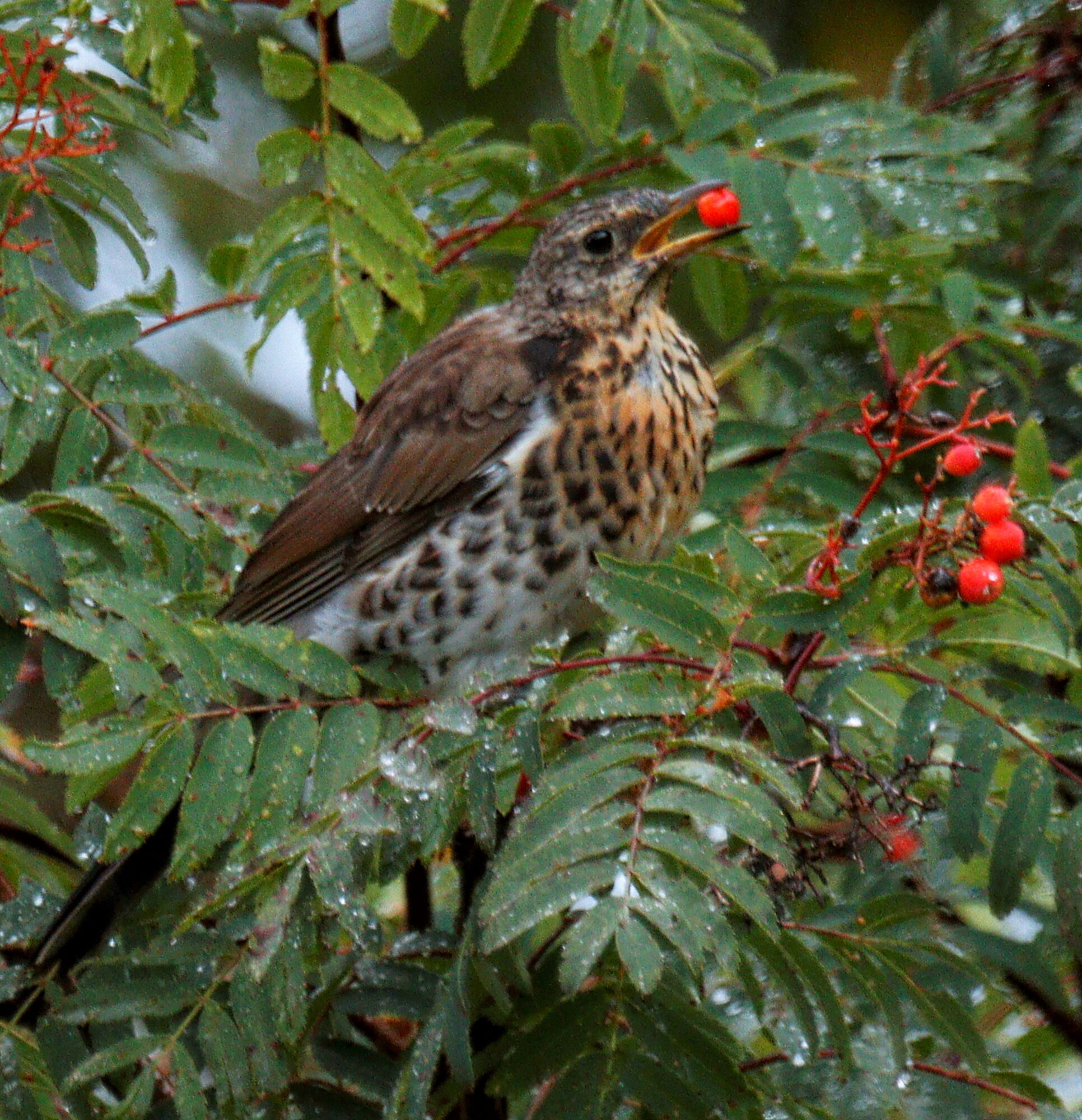 Valokuvaaja: Ritva Nieminen