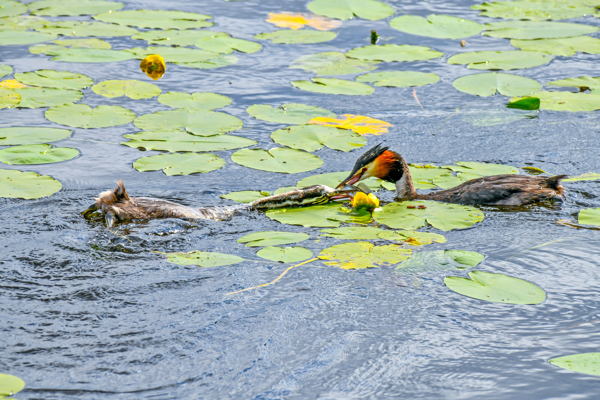 Valokuvaaja: Esko Pihl