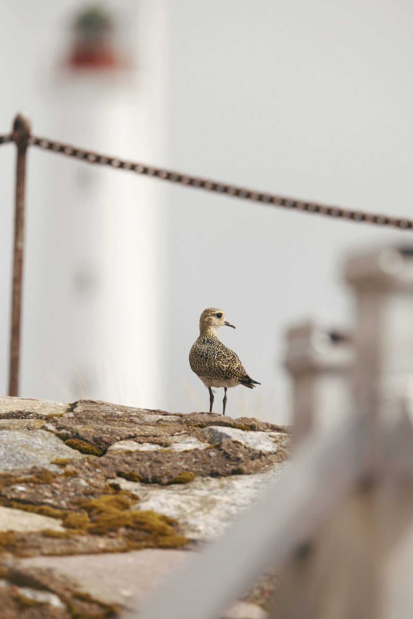 Valokuvaaja: Anne Jääskeläinen