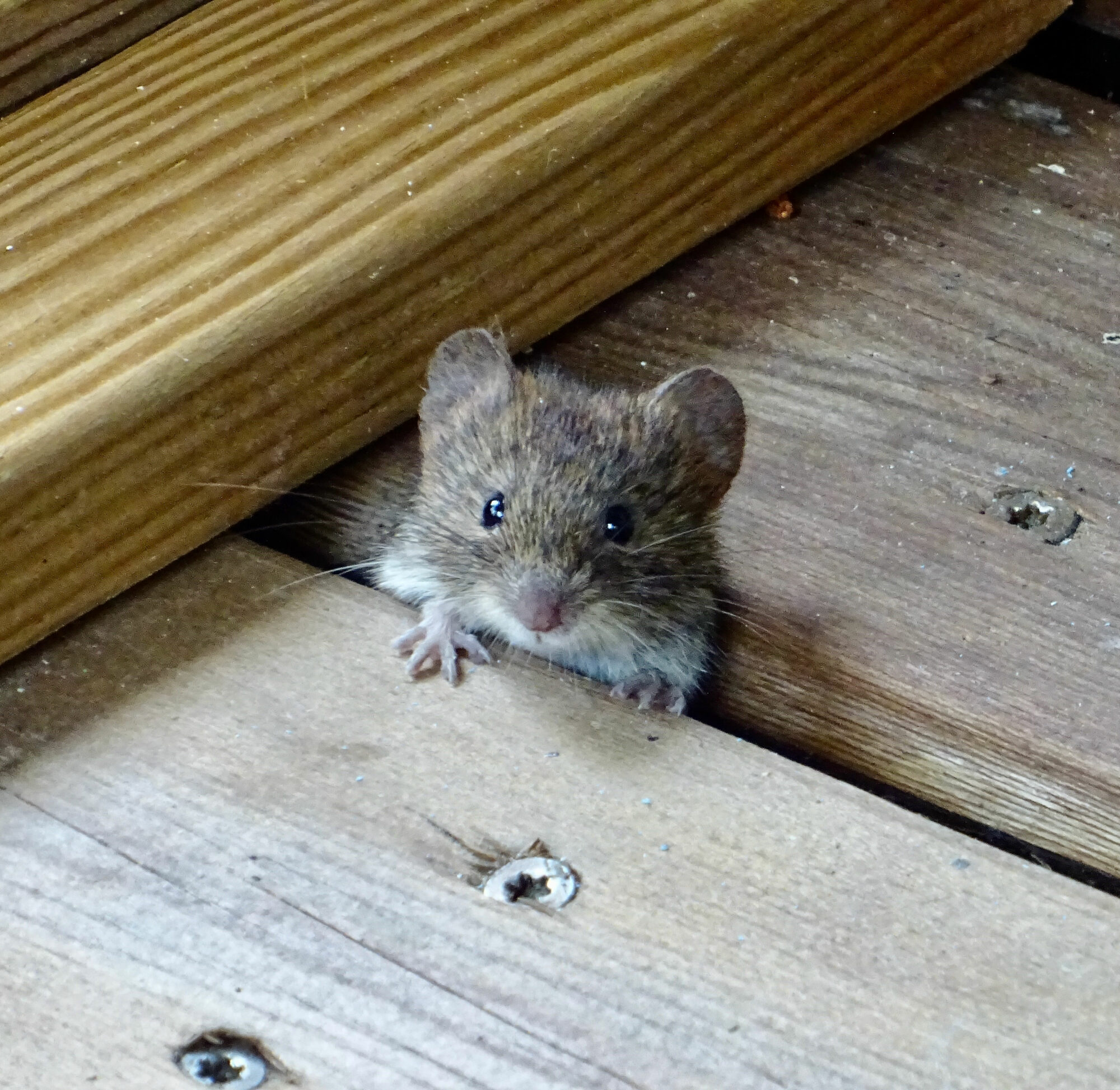 Valokuvaaja: Liisa Niiva-Korpela