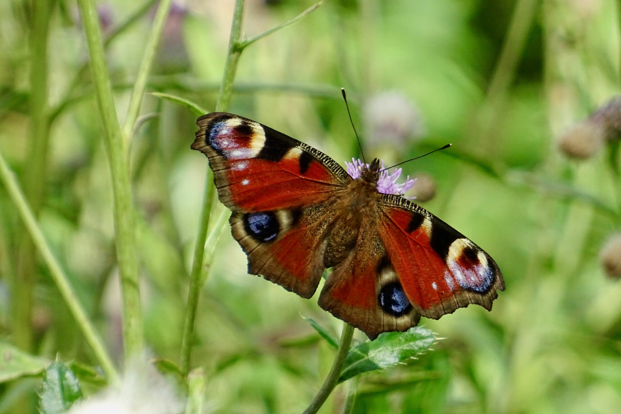 Valokuvaaja: Liisa Niiva-Korpela