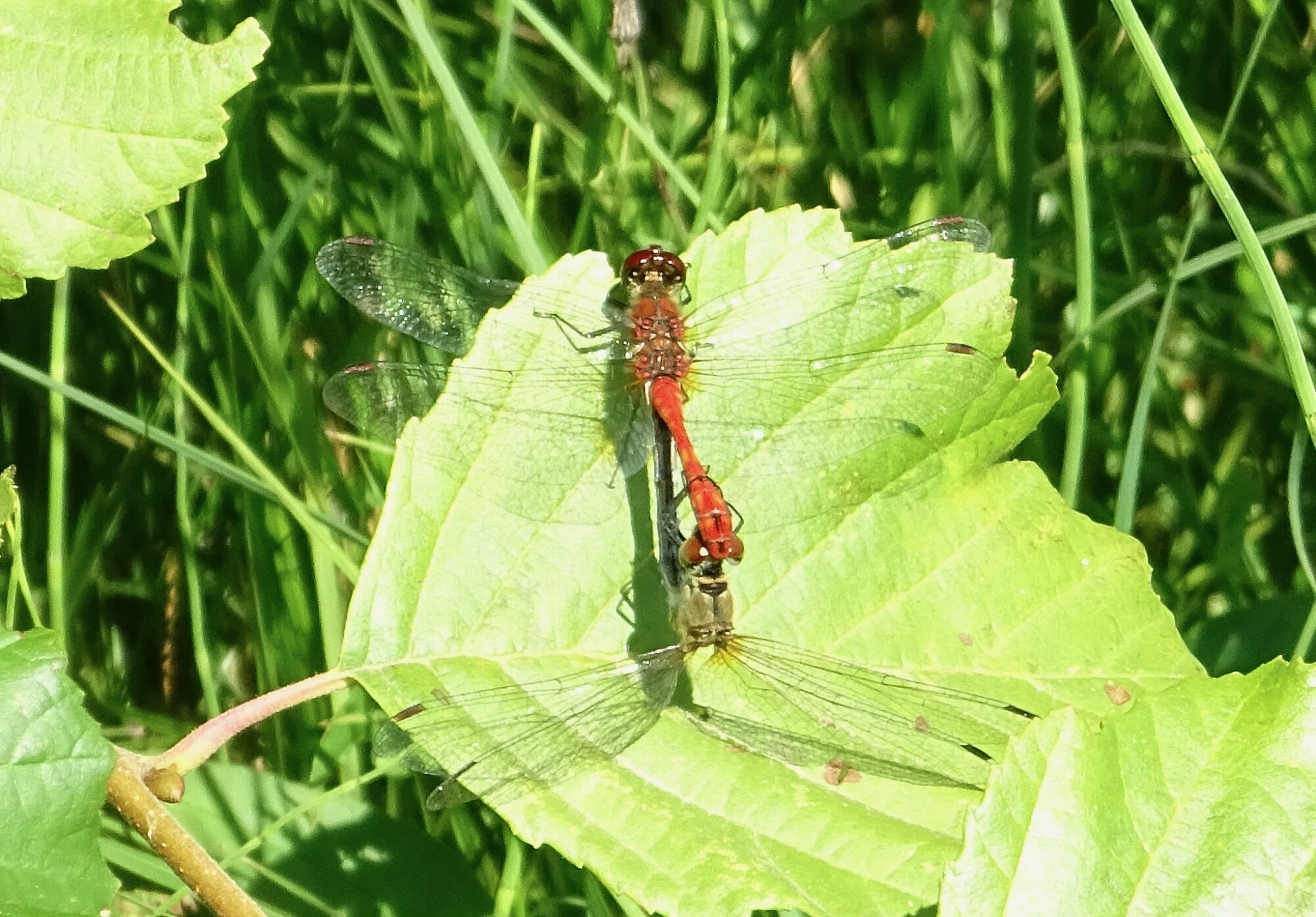 Valokuvaaja: Liisa Niiva-Korpela