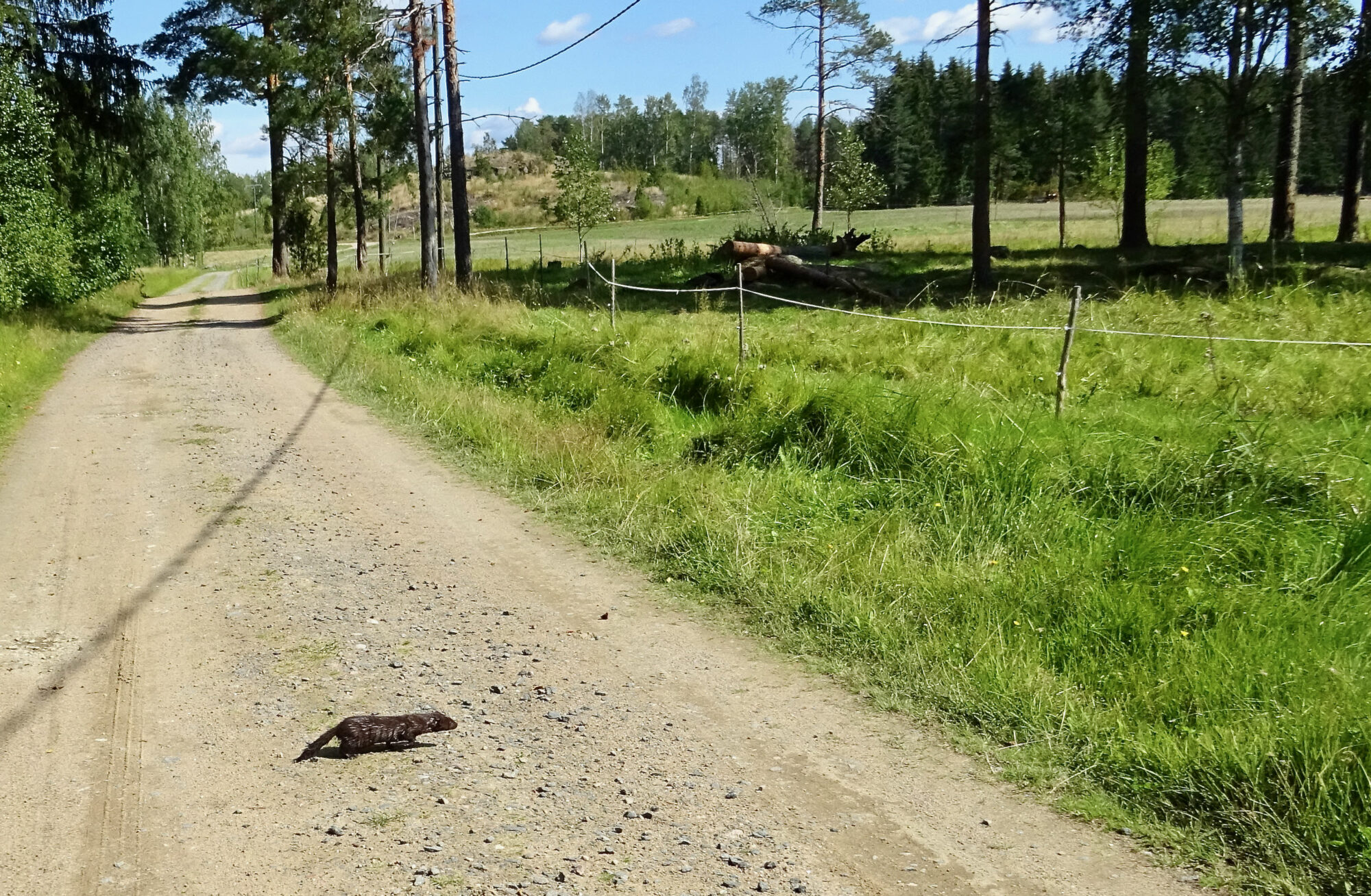 Valokuvaaja: Liisa Niiva-Korpela Valokuvaaja: Liisa Niiva-Korpela