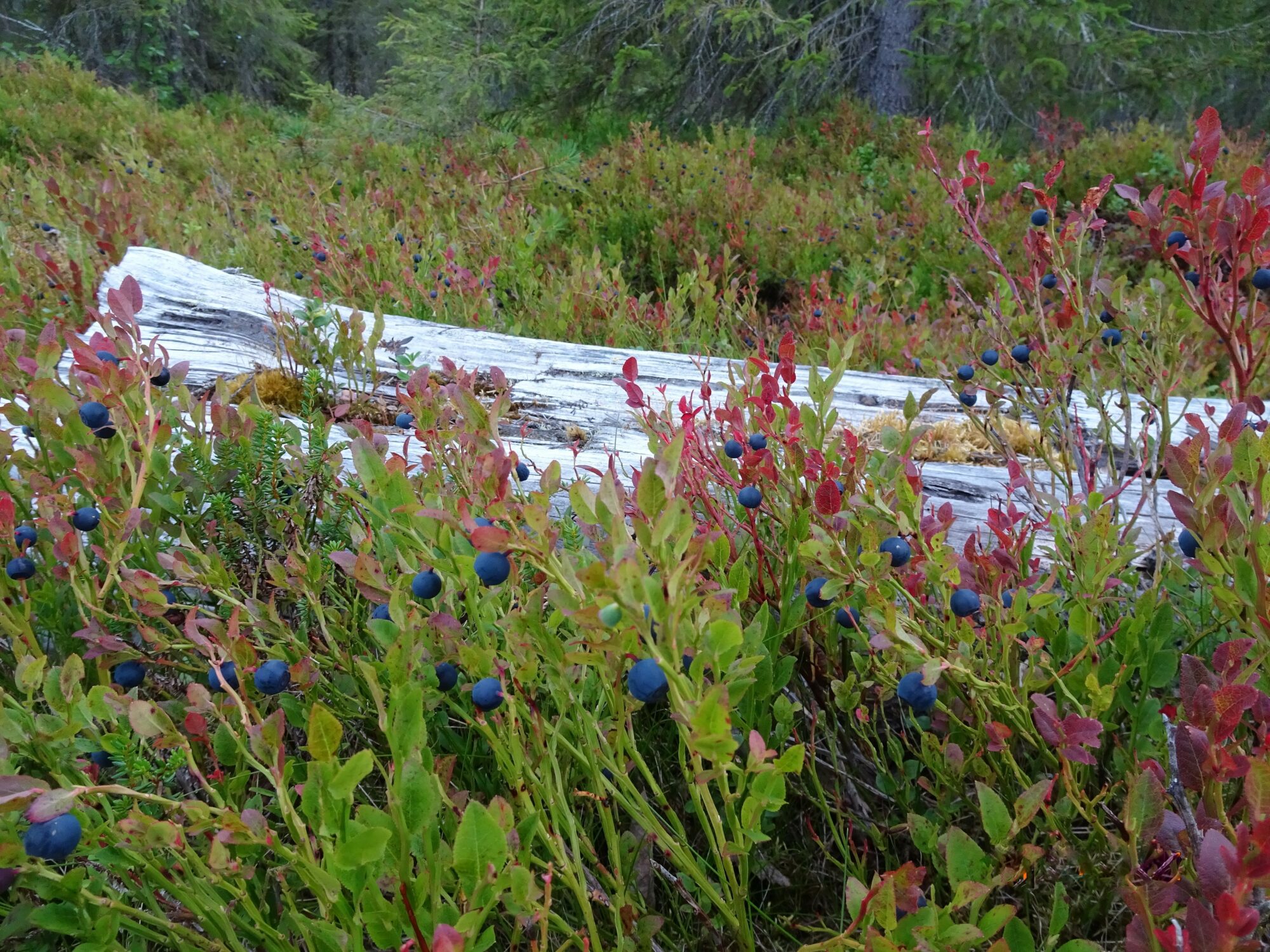 Valokuvaaja: Irja Lehtinen