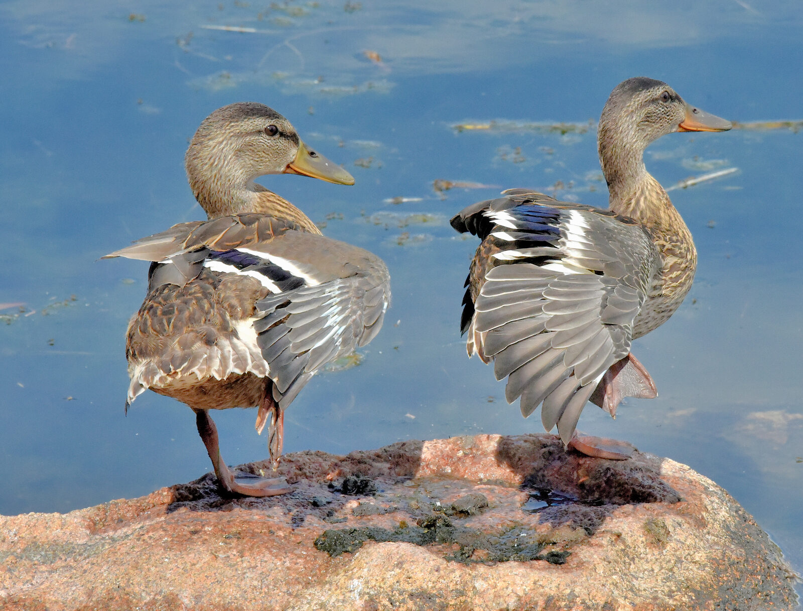 Valokuvaaja: Reijo Juurinen