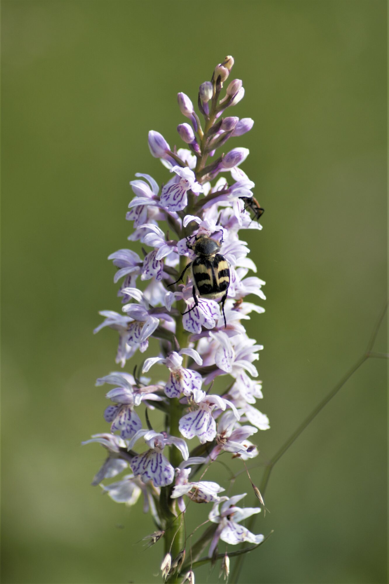 Valokuvaaja: Maarit Siitonen
