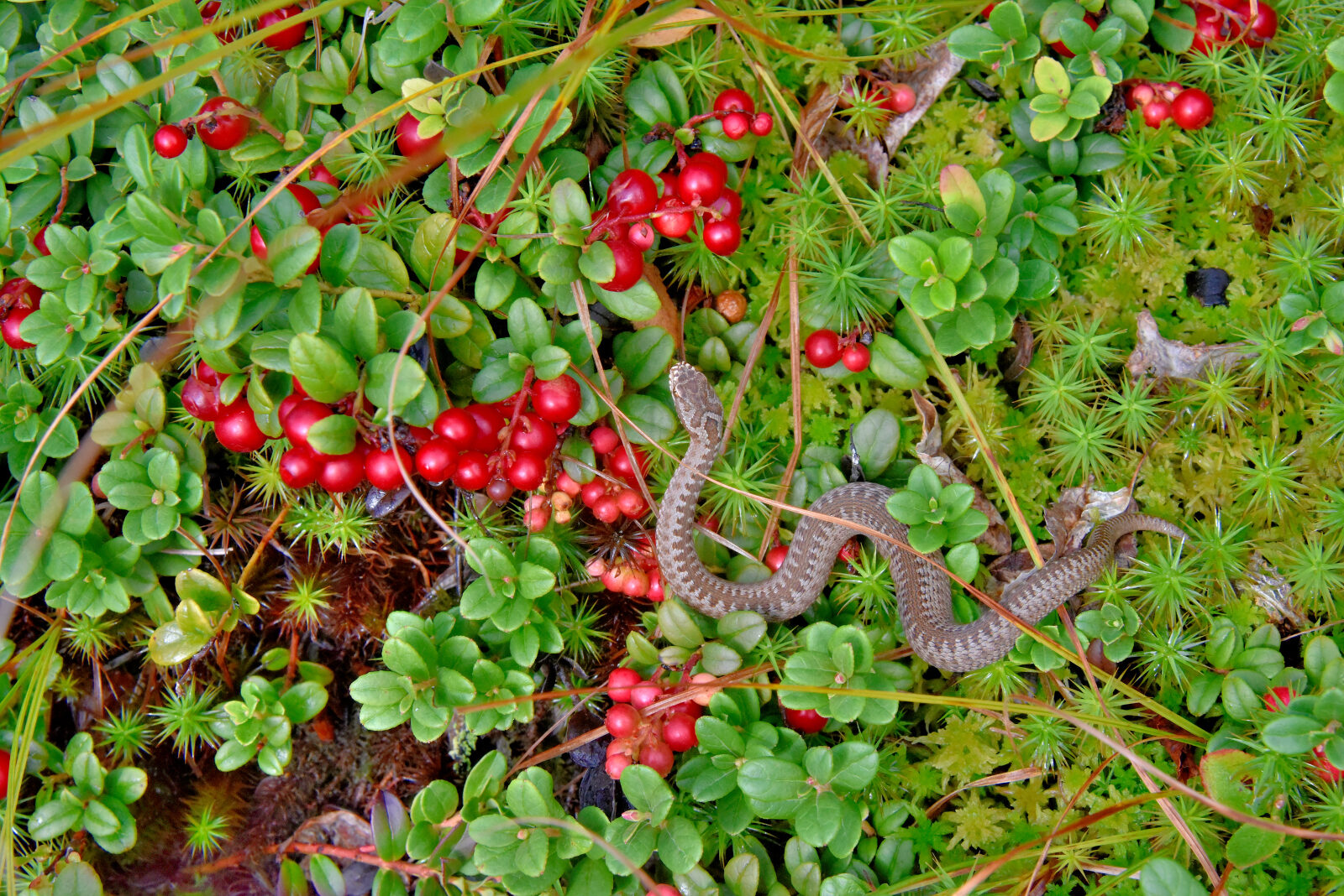 Valokuvaaja: Reijo Juurinen