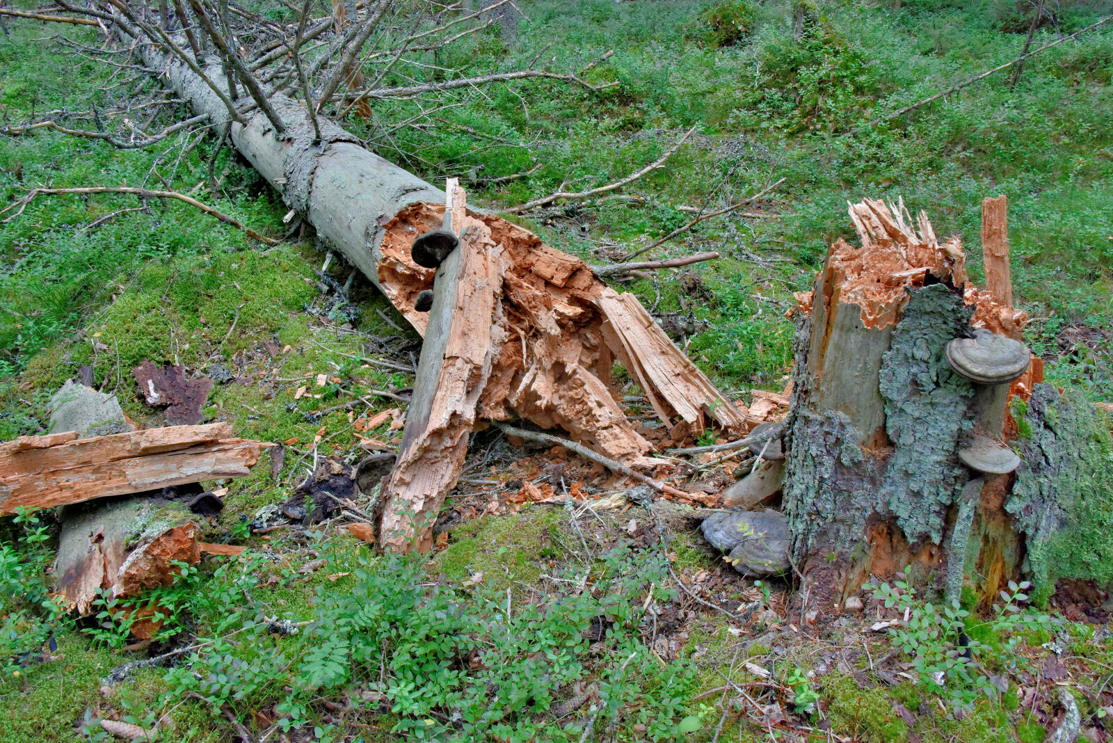 Valokuvaaja: Reijo Juurinen