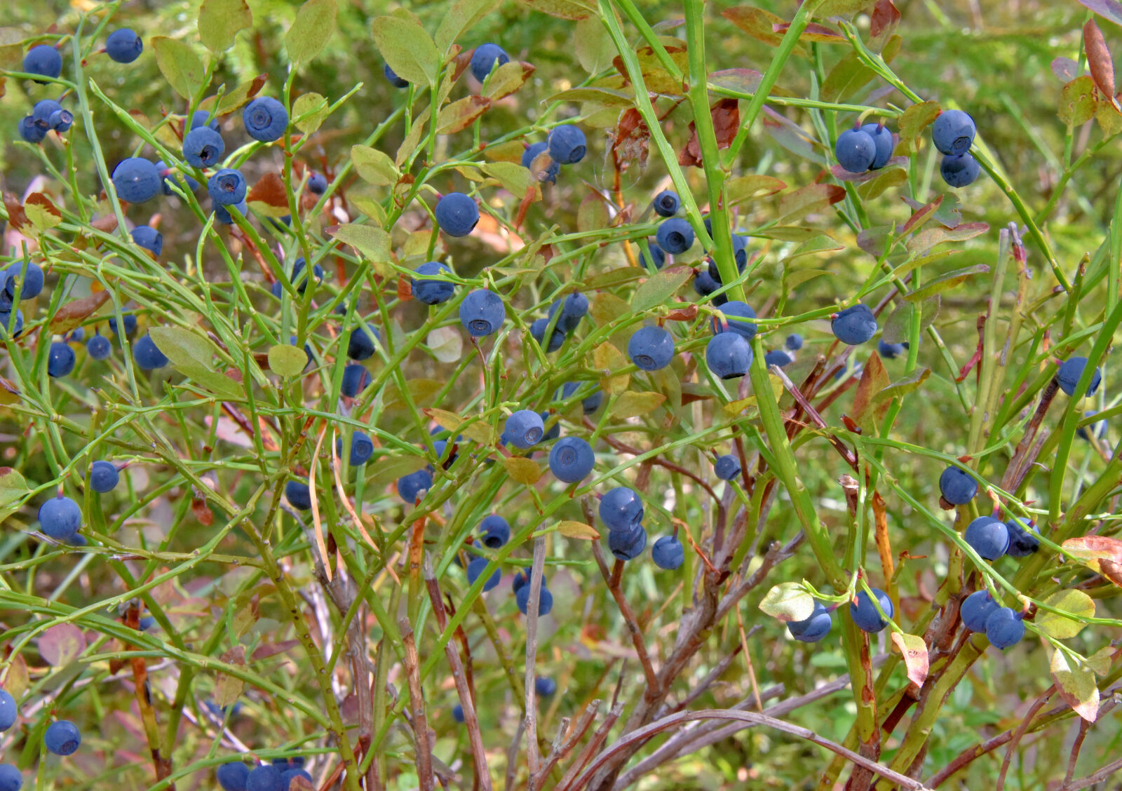 Valokuvaaja: Reijo Juurinen